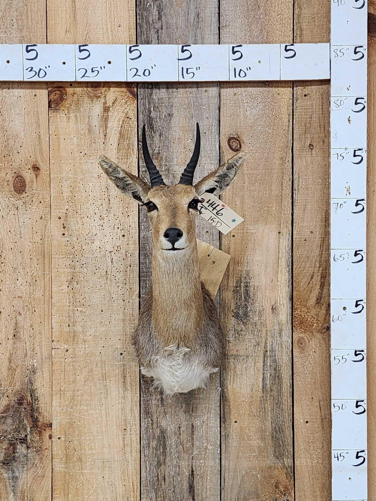 African Reedbuck Shoulder Mount Taxidermy: 44.6 Solid mount good hair