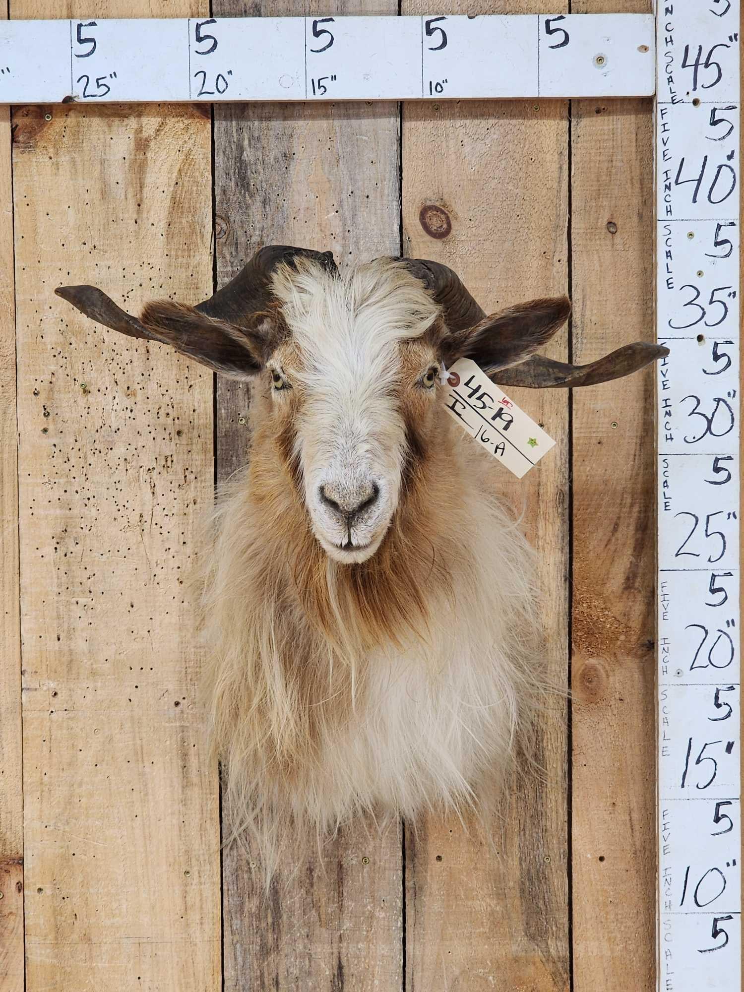 Feral Goat Shoulder Mount Taxidermy: 45.17 Big horns long flowing hair great Oddities Curiosity piece