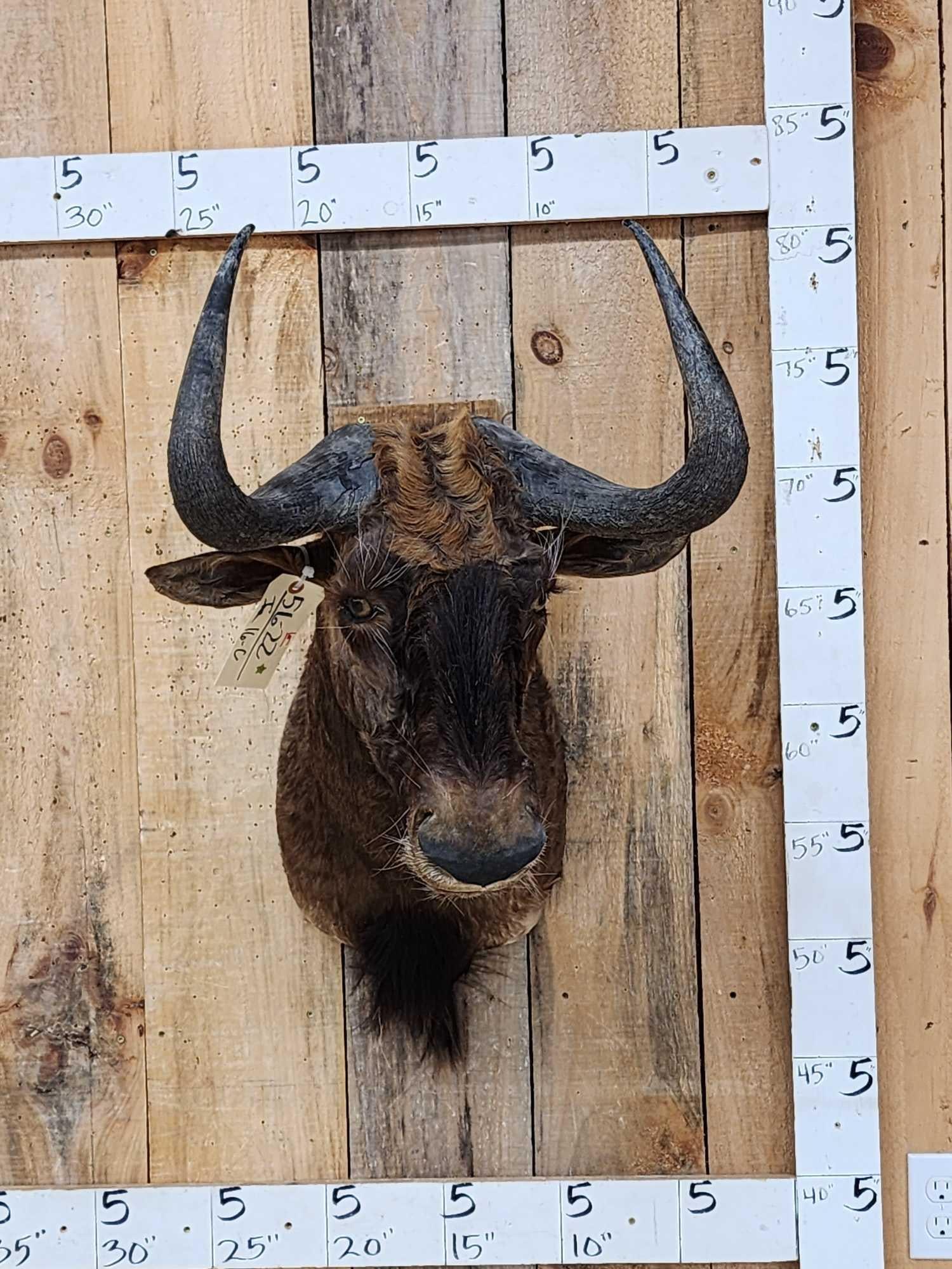 African Black Wildebeest Shoulder Mount Taxidermy: 56.22 Great Oddities Curiosity piece