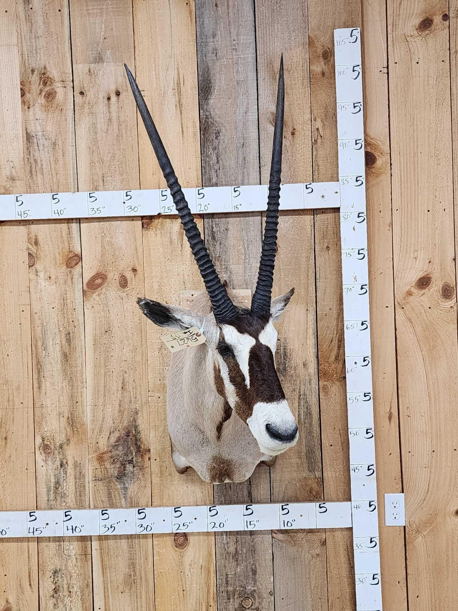 African Gemsbok Shoulder Mount Taxidermy: 56.27 Great markings detachable 28" horns for easy transport