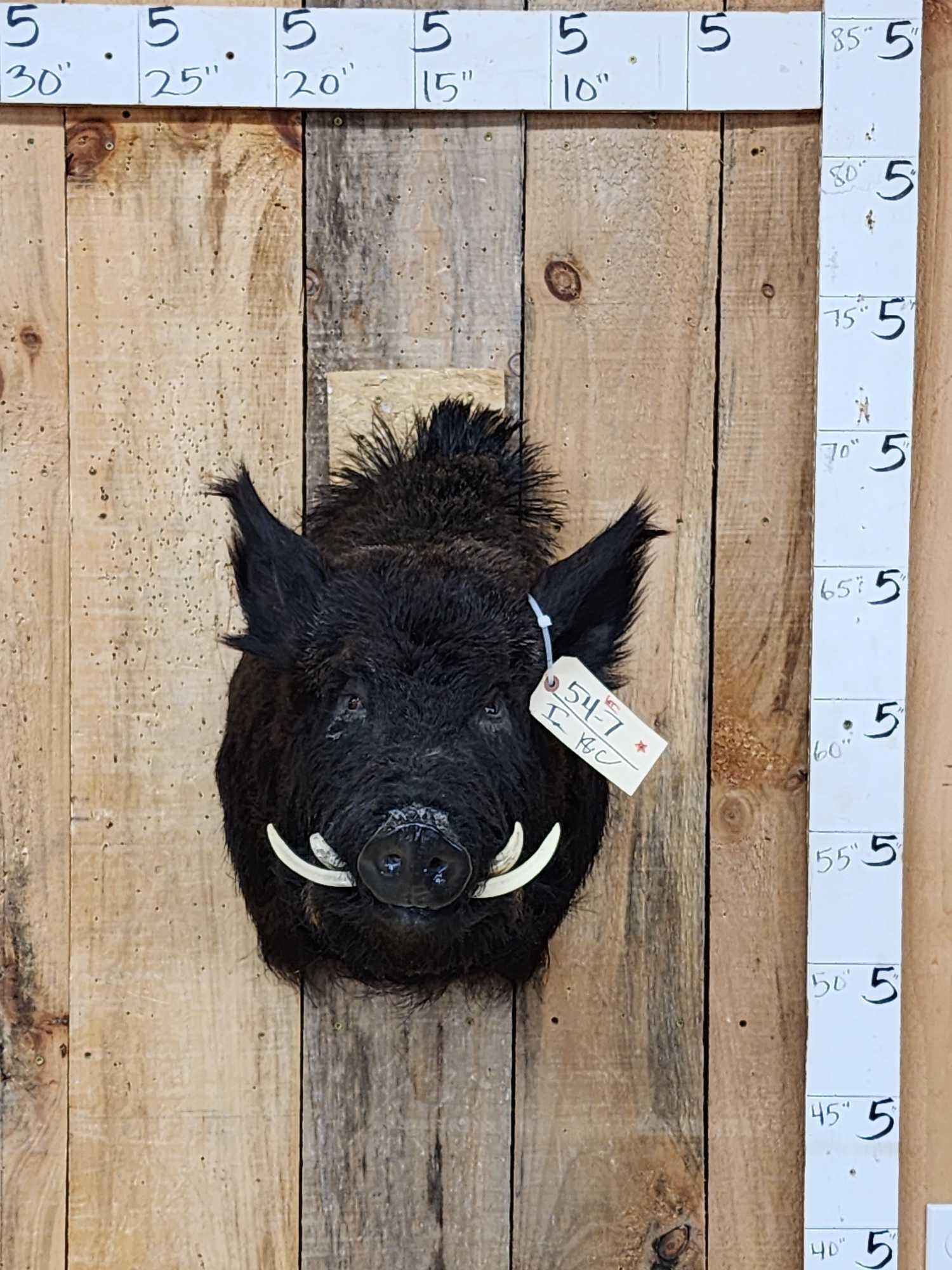 Wild Russian Boar Hog Shoulder Mount Taxidermy: 54.7 Great Oddities Curiosity piece