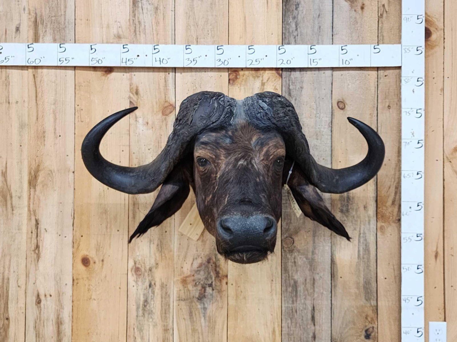 Trophy Class African Cape Buffalo Shoulder Mount Taxidermy: 61.90 Big wide horns about 45" wide making this a trophy Class bull big heavy bosses about 13"