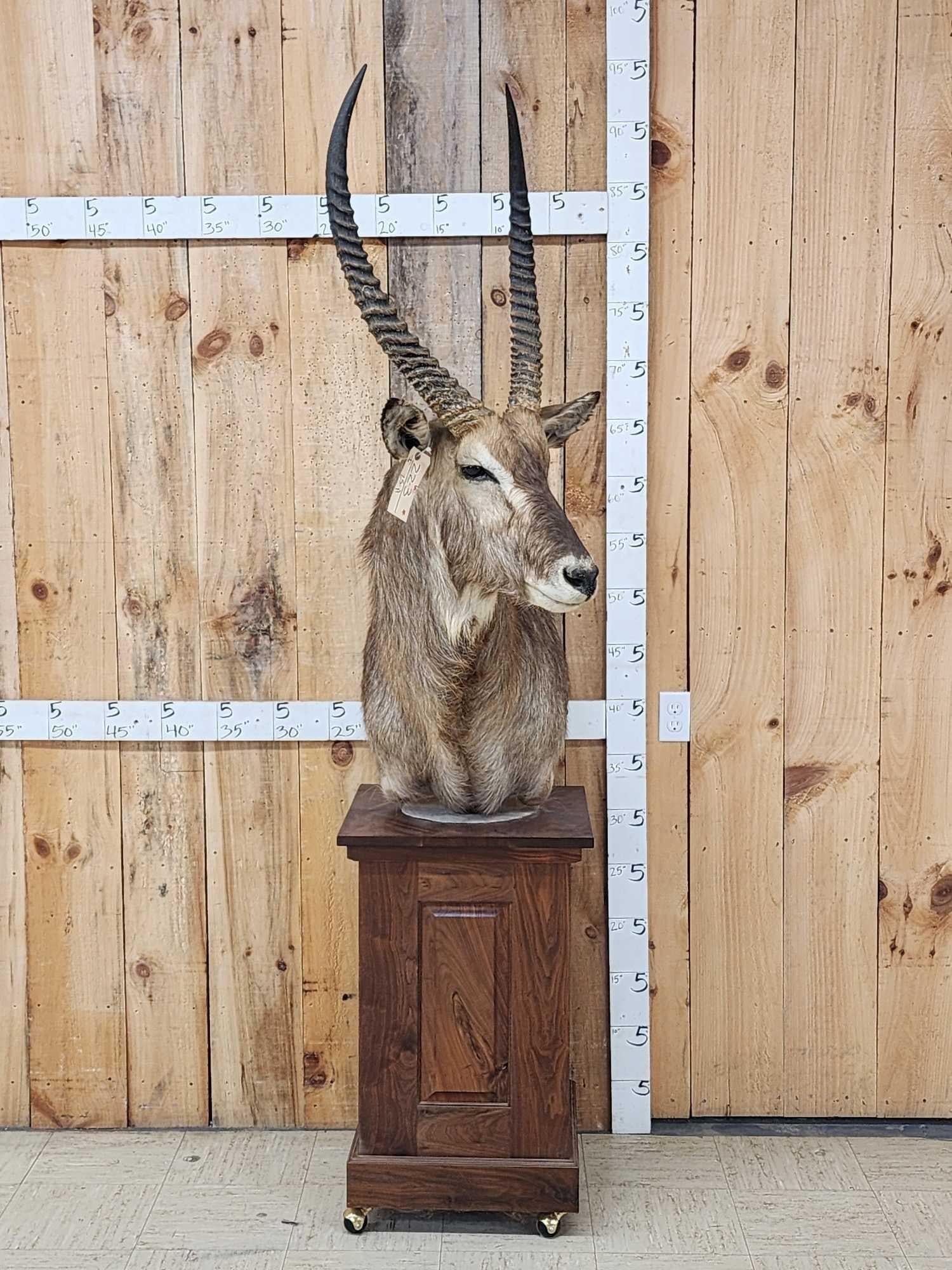 African Waterbuck Pedestal Taxidermy Mount: 22.3 Nice cutaway mount with finished back big horns on walnut Pedestal