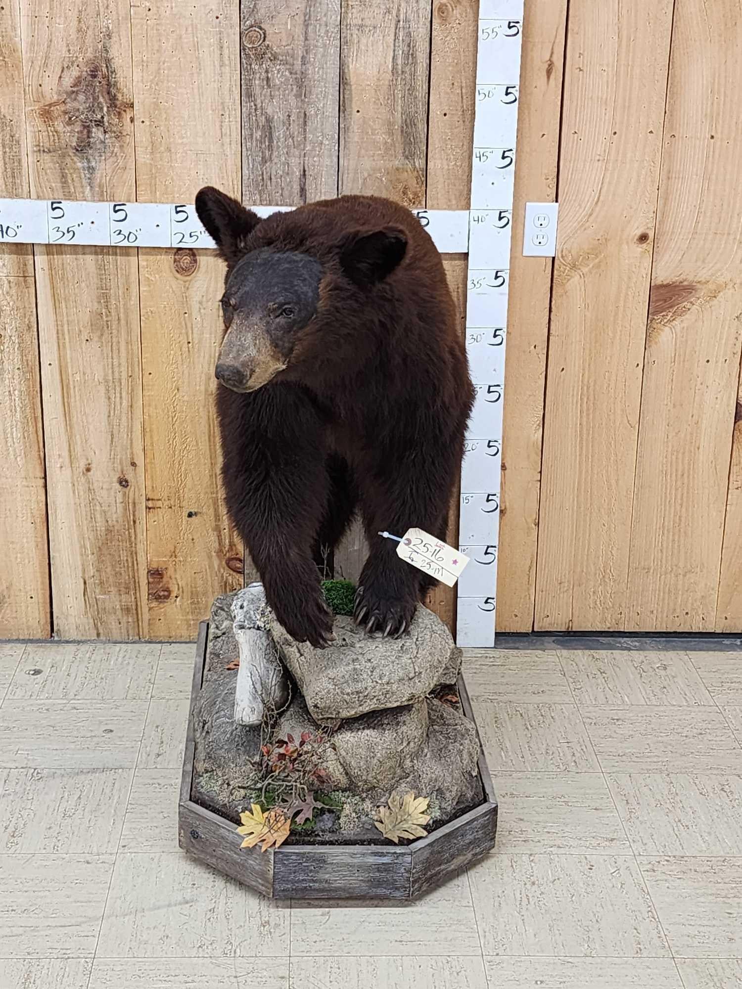 Chocolate Phase Black Bear Full Body Taxidermy Mount: 25.16 Thick prime fur claws intact on a Nicely done roll around habitat base
