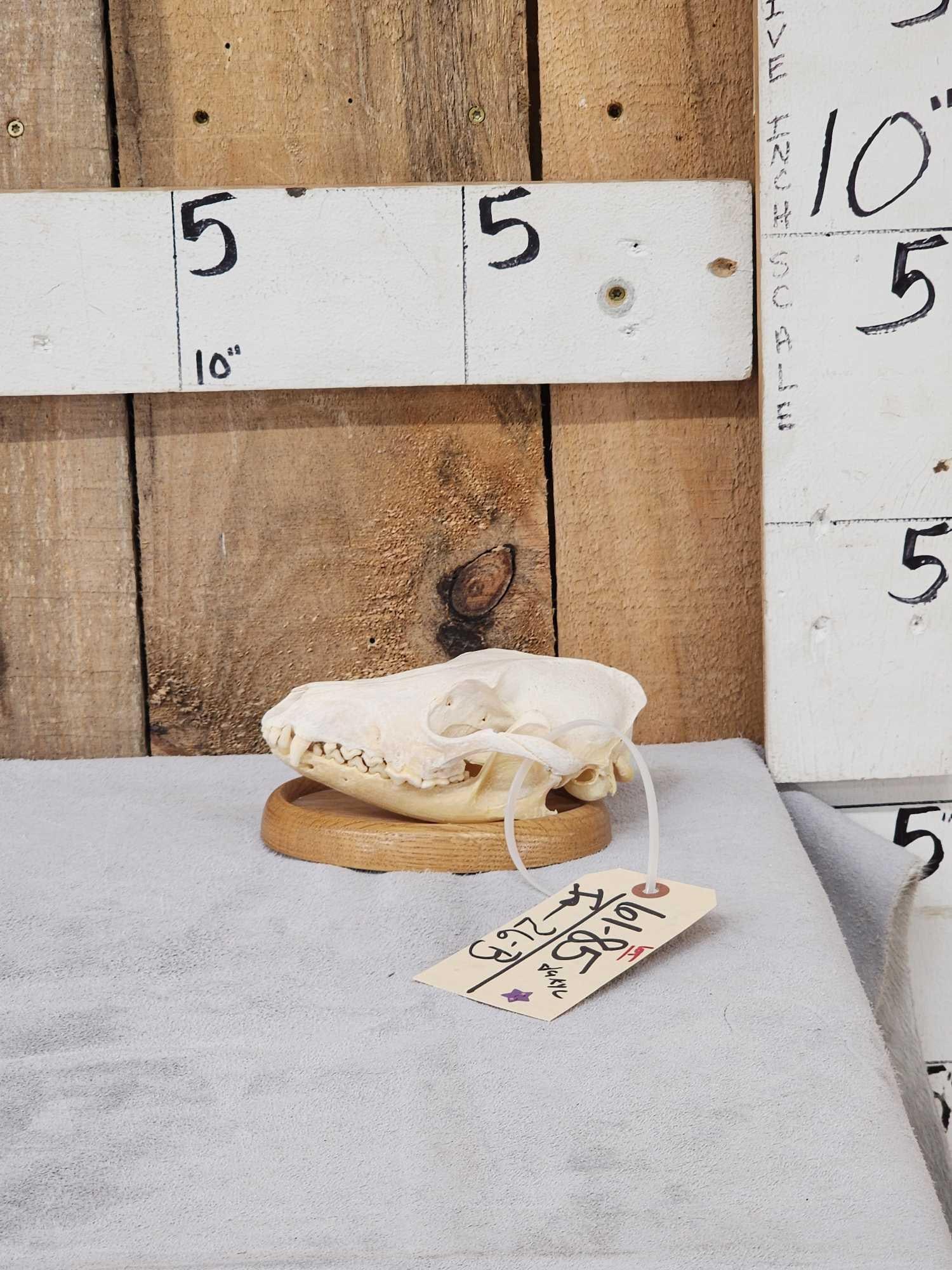 African Black Back Jackal Skull Taxidermy: 61.85 Hard to find on plaque