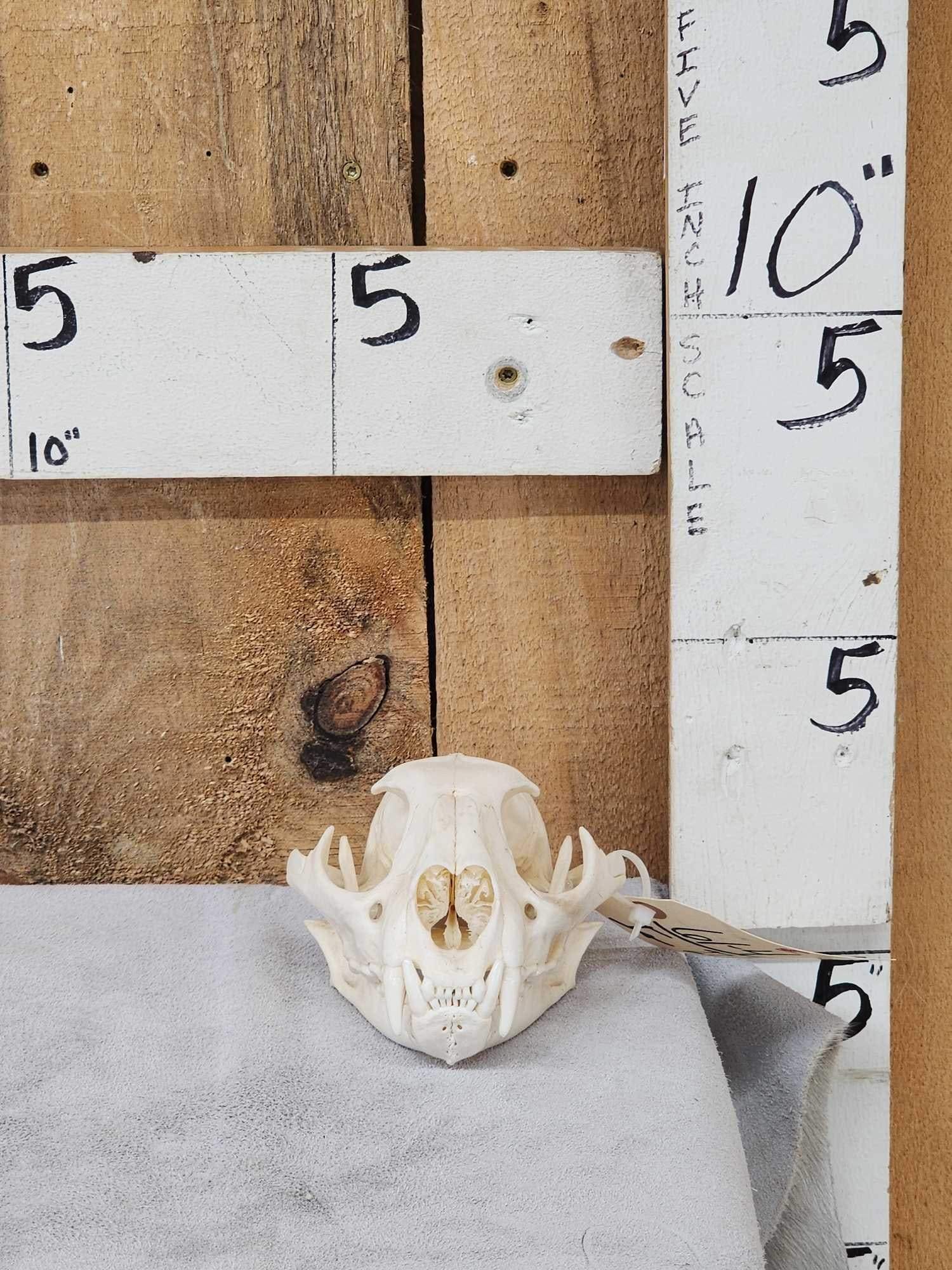 Mountain Lion Cougar Skull Taxidermy: 61.4 Nicely done Skull turbinates teeth intact