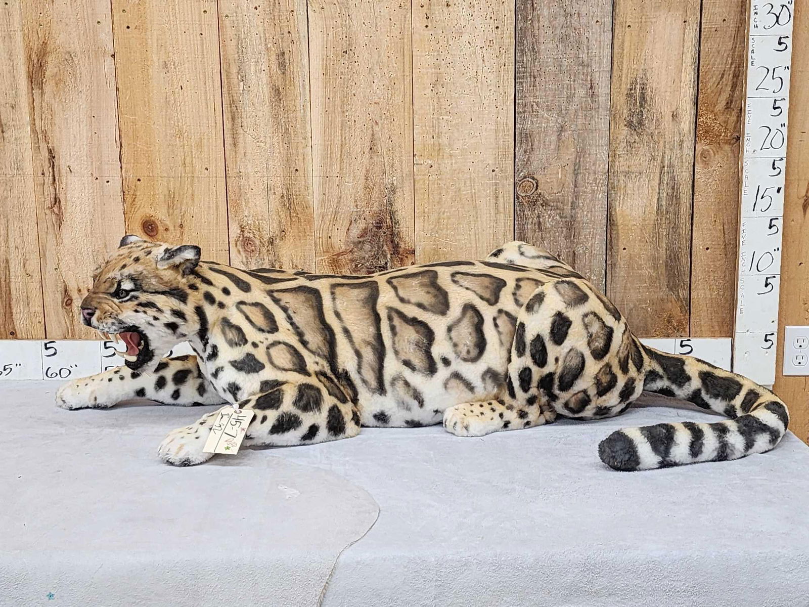 100% Reproduction Clouded Leopard Full Body Taxidermy Mount