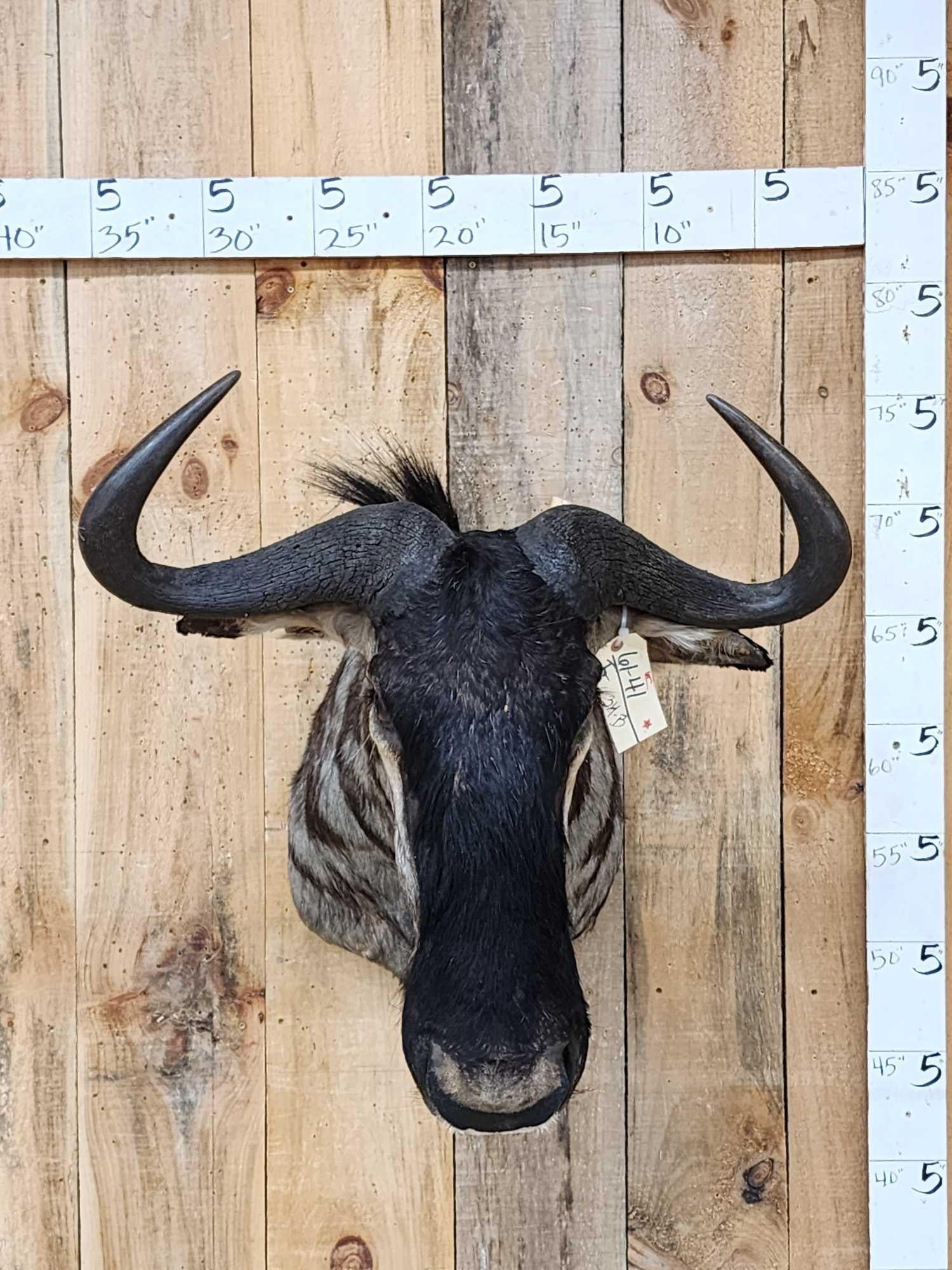 African Blue Wildebeest Shoulder Mount Taxidermy: 61.41 Nice colors big horns