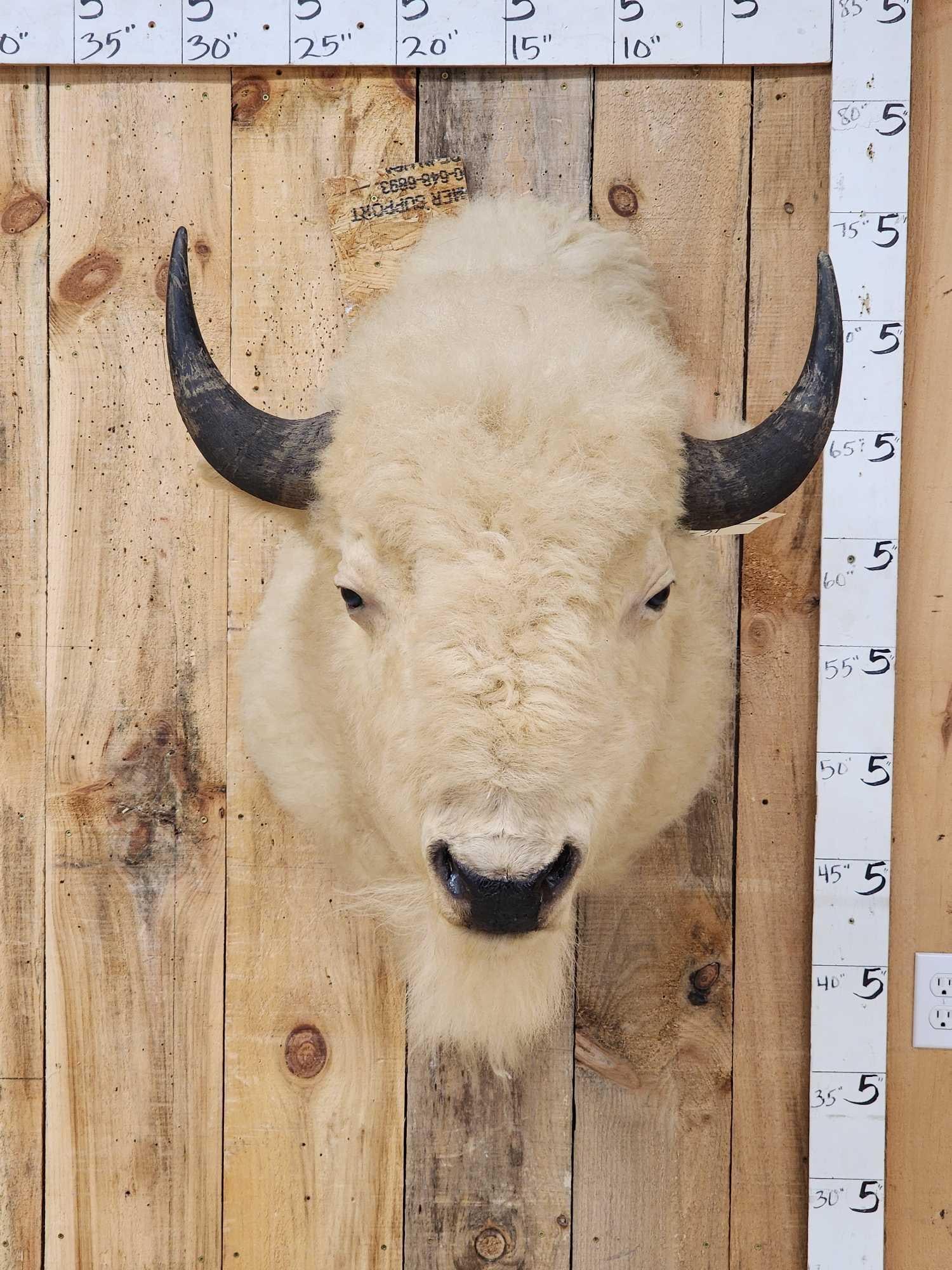 White American Bison Buffalo Shoulder Mount Taxidermy: 60.4 Vintage mount professionally done