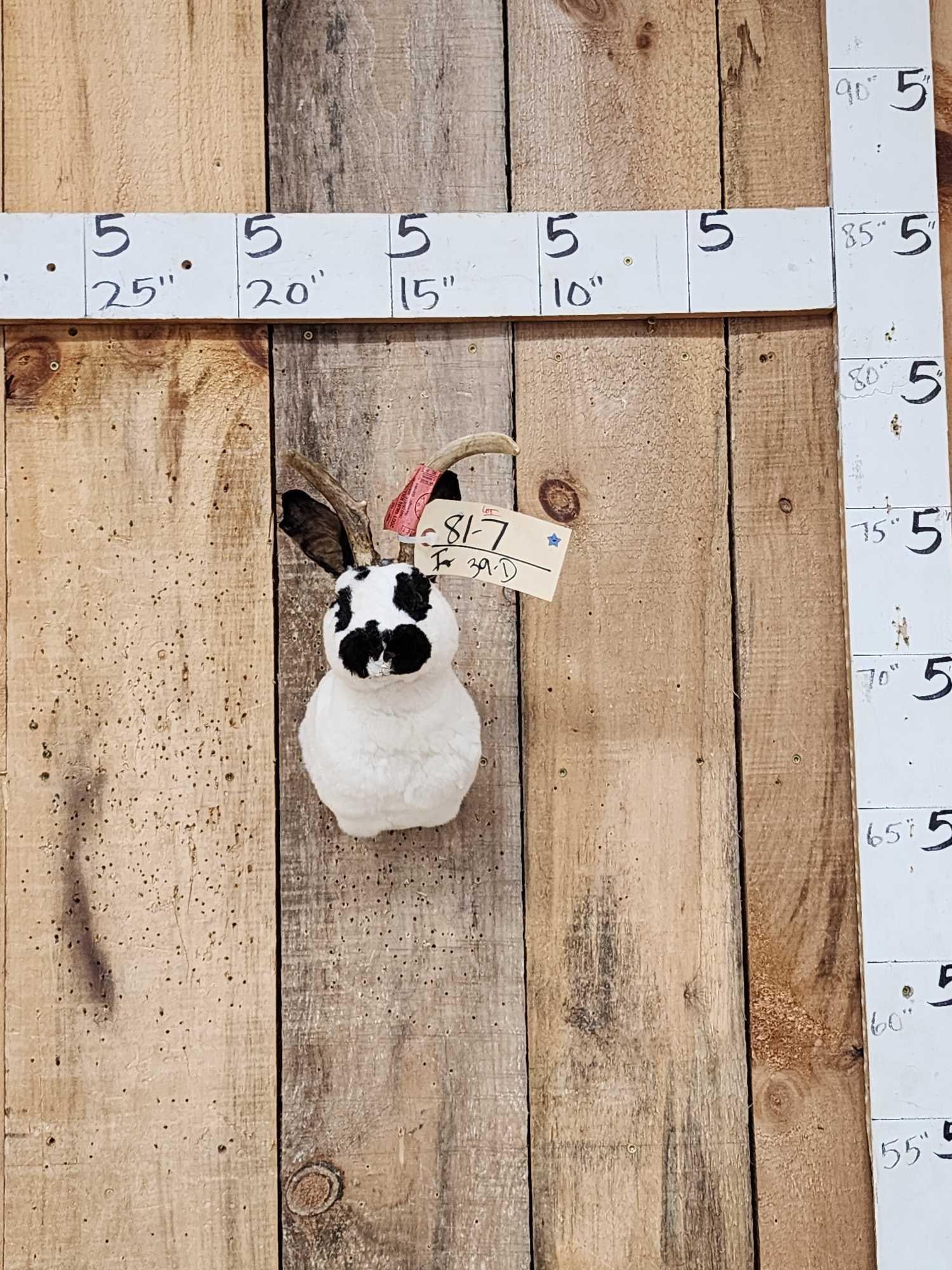 Jackalope Shoulder Mount Taxidermy: 81.7 Cute factor is HIGH great Oddities Novelty piece
