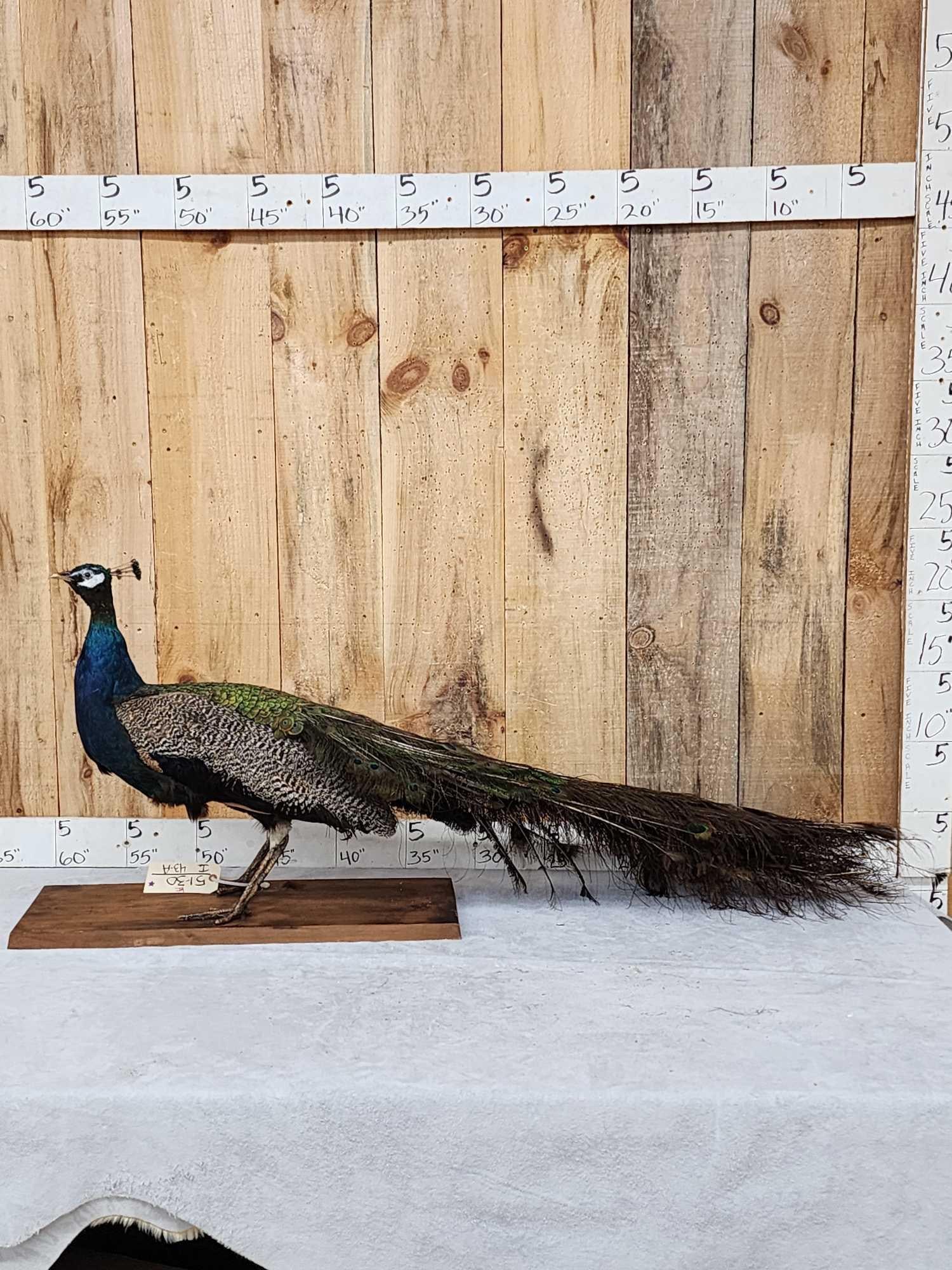 Blue Shoulder Peacock Full Body Bird Taxidermy: 51.30 Cool vintage mount long tail feathers