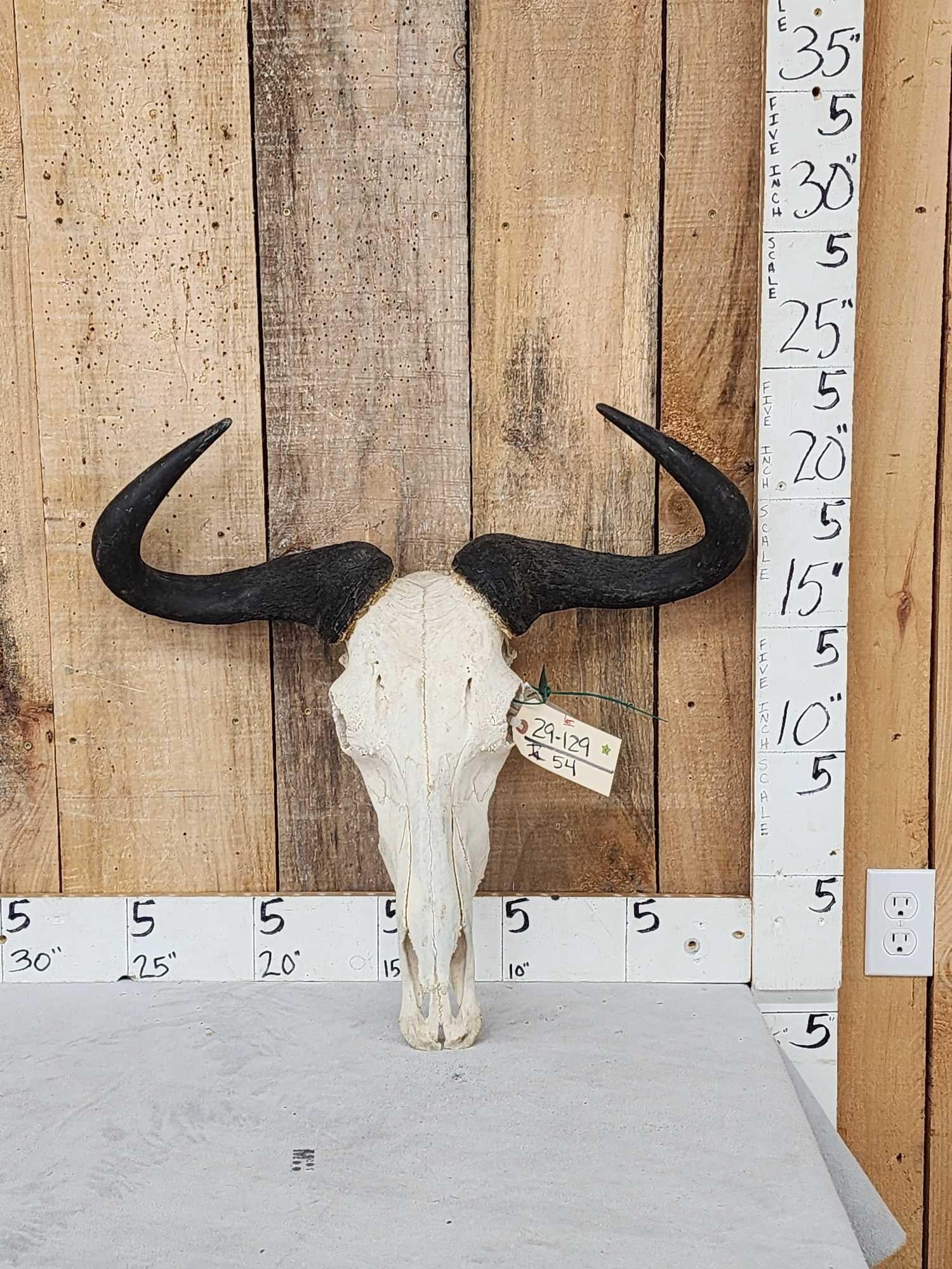 African Blue Wildebeest Skull Taxidermy: 29.129 Great look