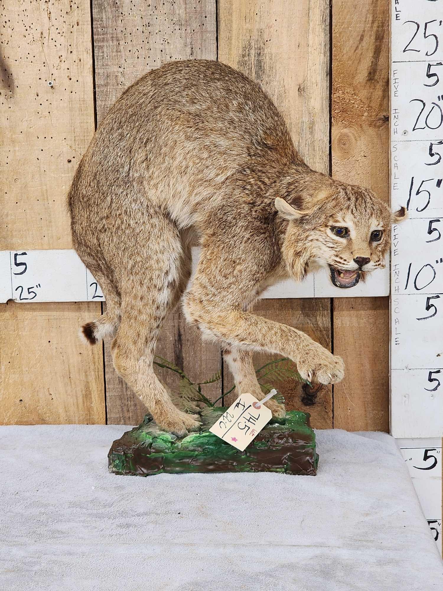 Bobcat Full Body Taxidermy Mount: 74.5 Cool vintage mount good condition for its age takes up little space