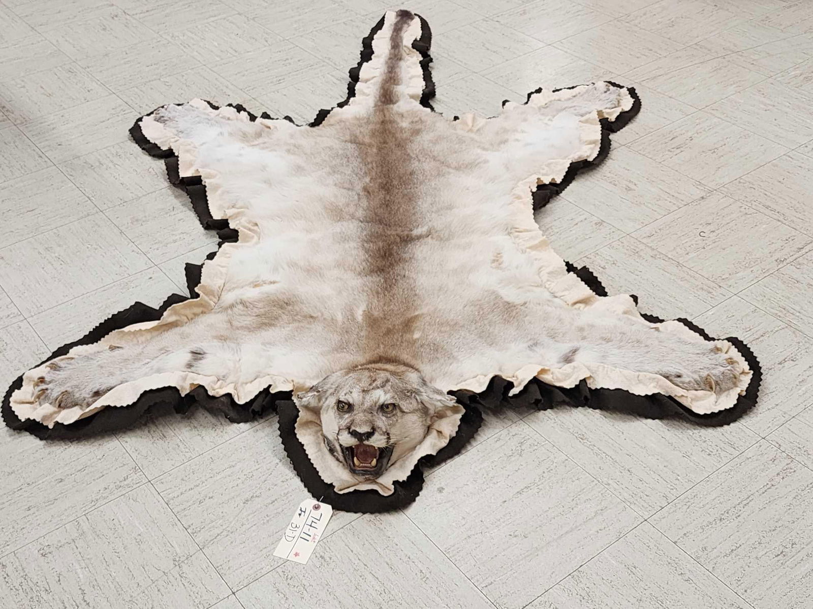 Mountain Lion Cougar Rug Taxidermy: 74.11 Unusual juvenile mountain Lion rug note the spots Colorado cat double felt edges about 85" long x 57" wide