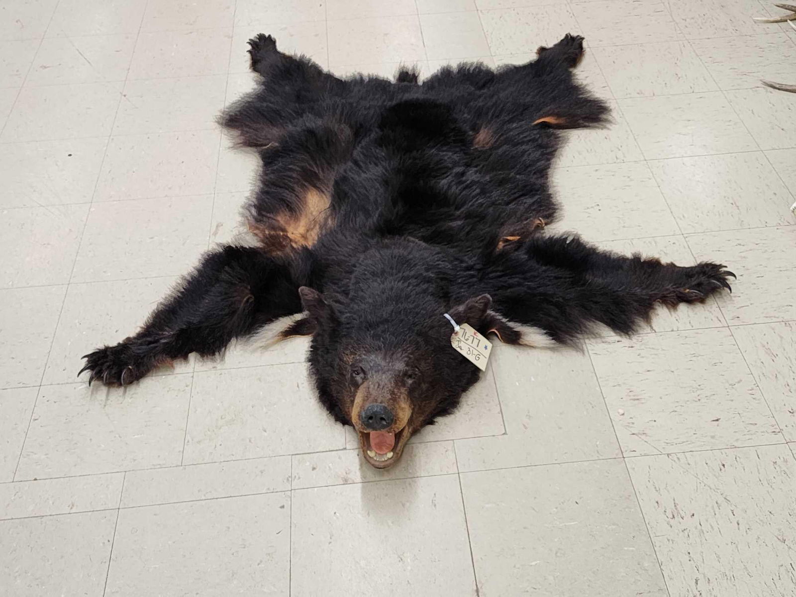Black Bear Rug Taxidermy: 76.77 Unique natural look with just the head mounted soft Tanned Fur about 66" long x 57" wide
