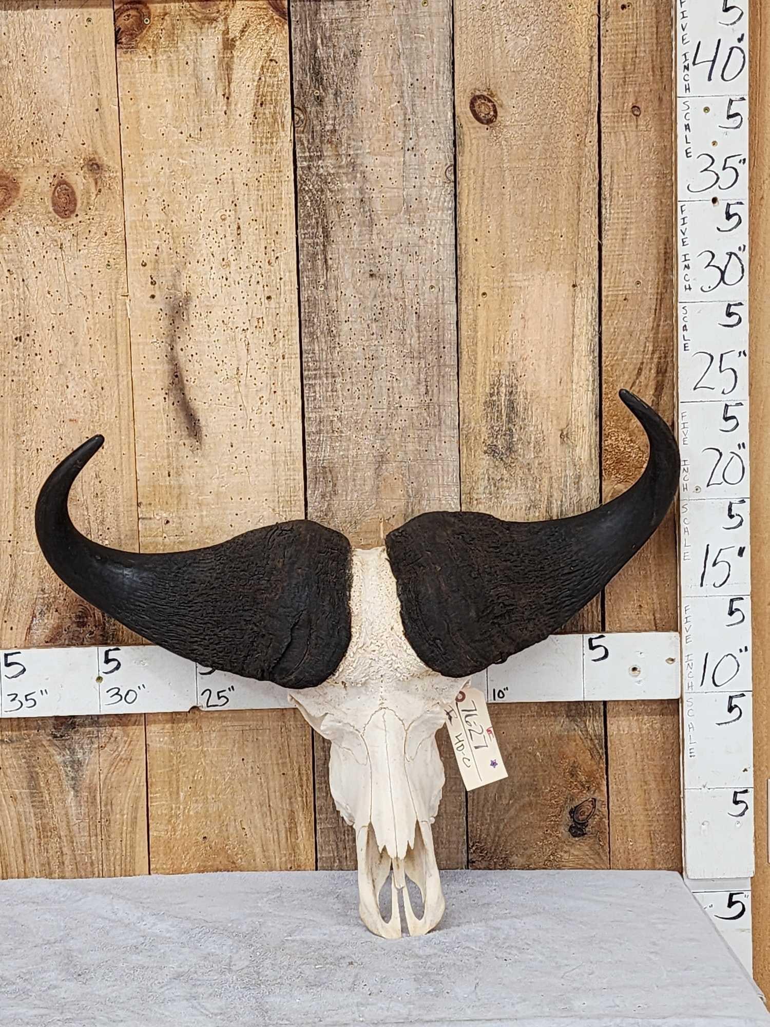 African Cape Buffalo Skull Taxidermy: 76.27 Nicely done Skull great look