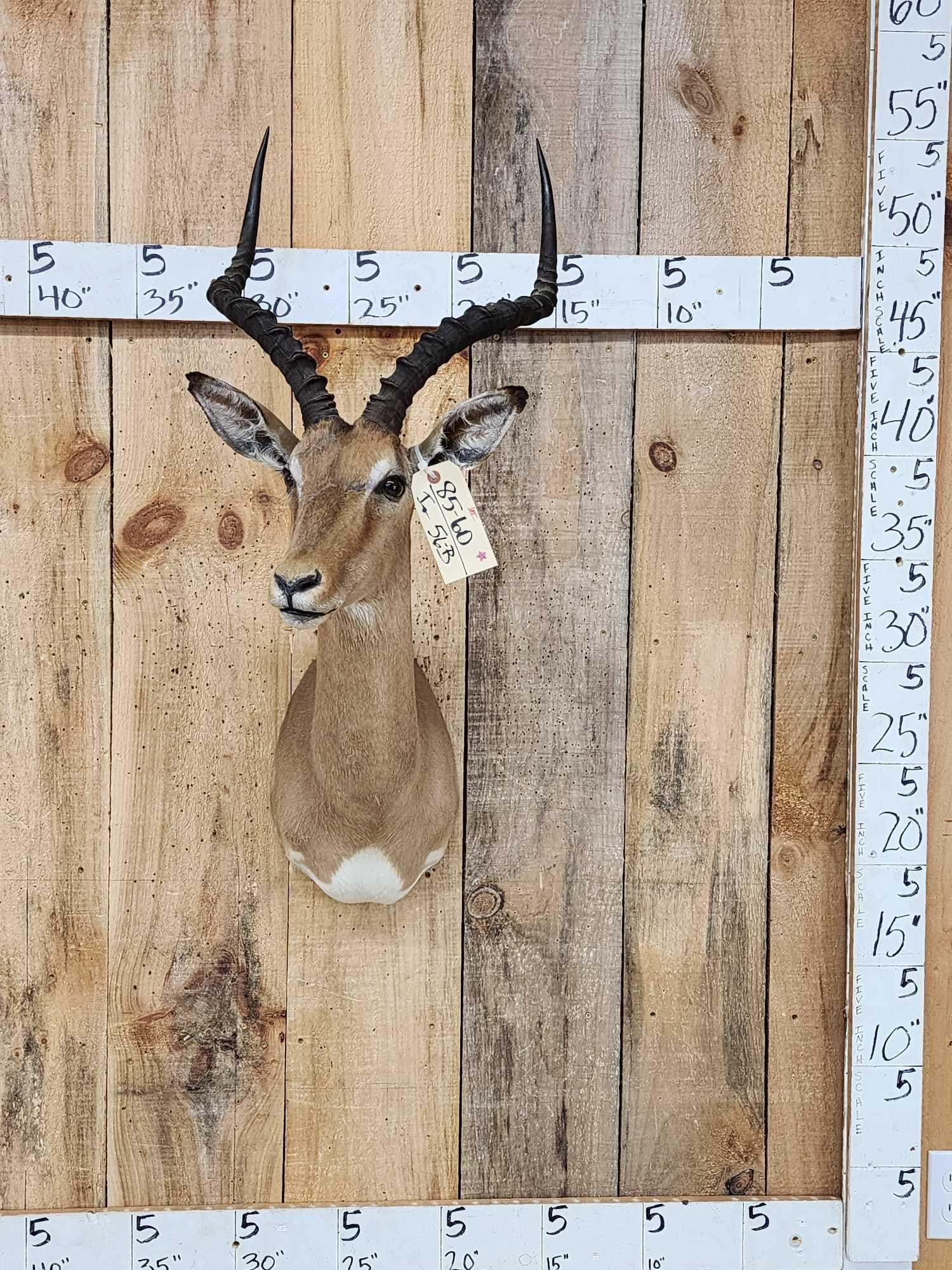 African Impala Shoulder Mount Taxidermy: 85.60 Solid mount