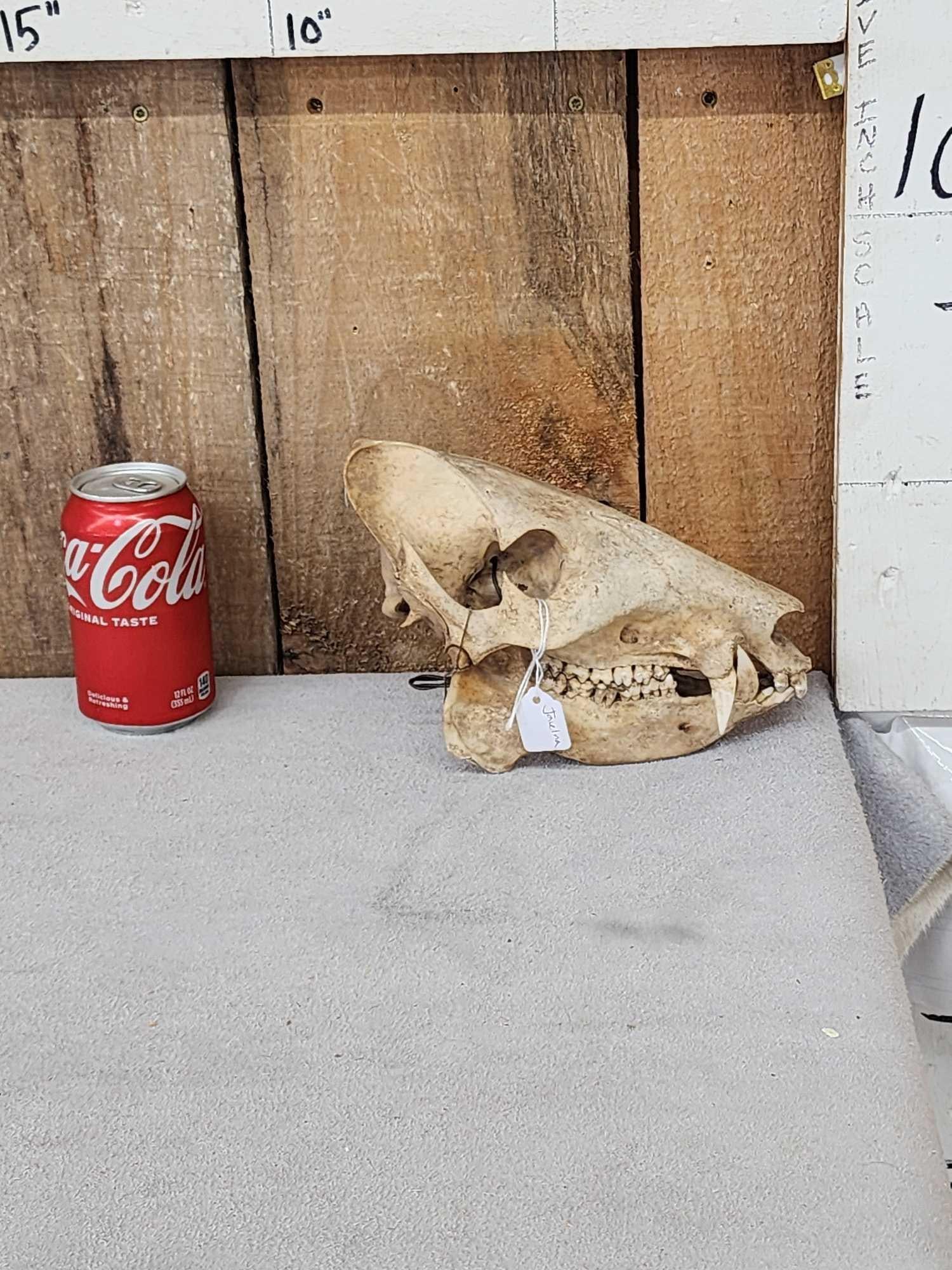Javelina Skull Taxidermy: 86.7 Great Oddities Curiosity piece