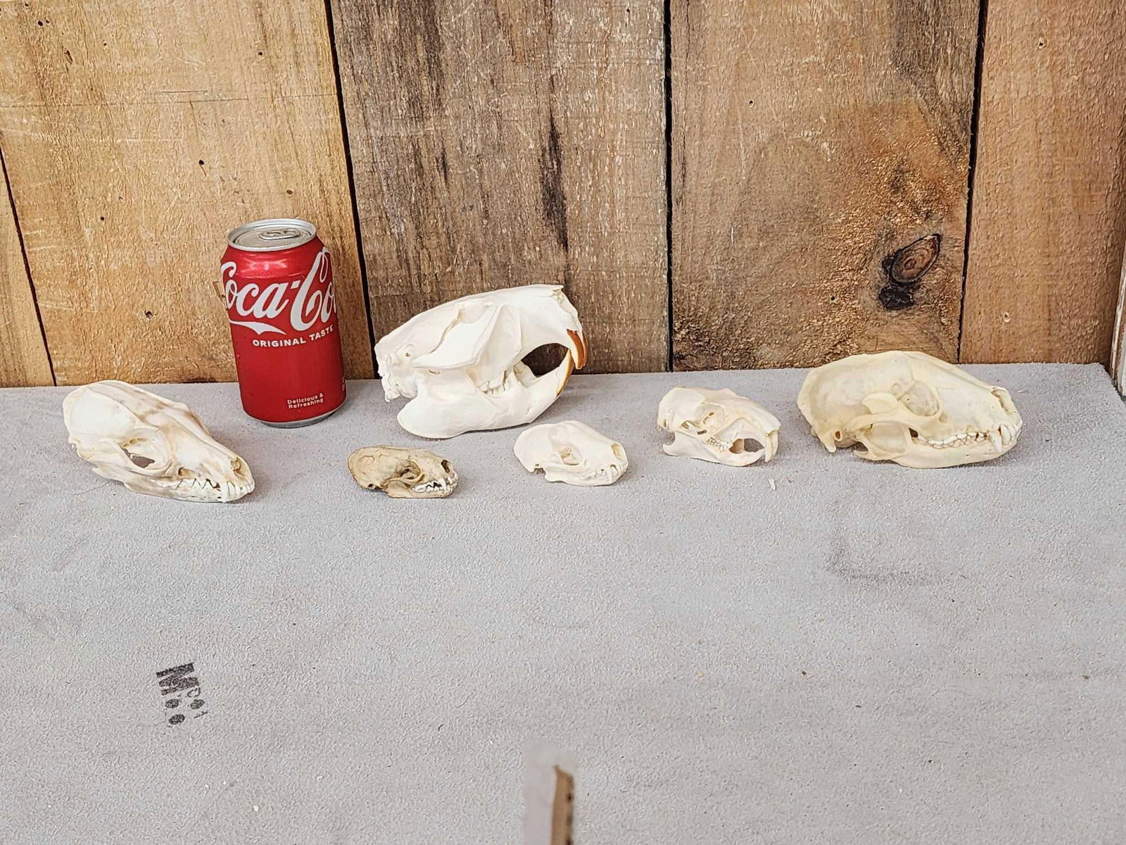 Snall Game Fur Bearers Skull Lot Taxidermy: 86.2 Includes Fox , American Mink. Raccoon , Yello Belly Marmot, Skunk , Beaver