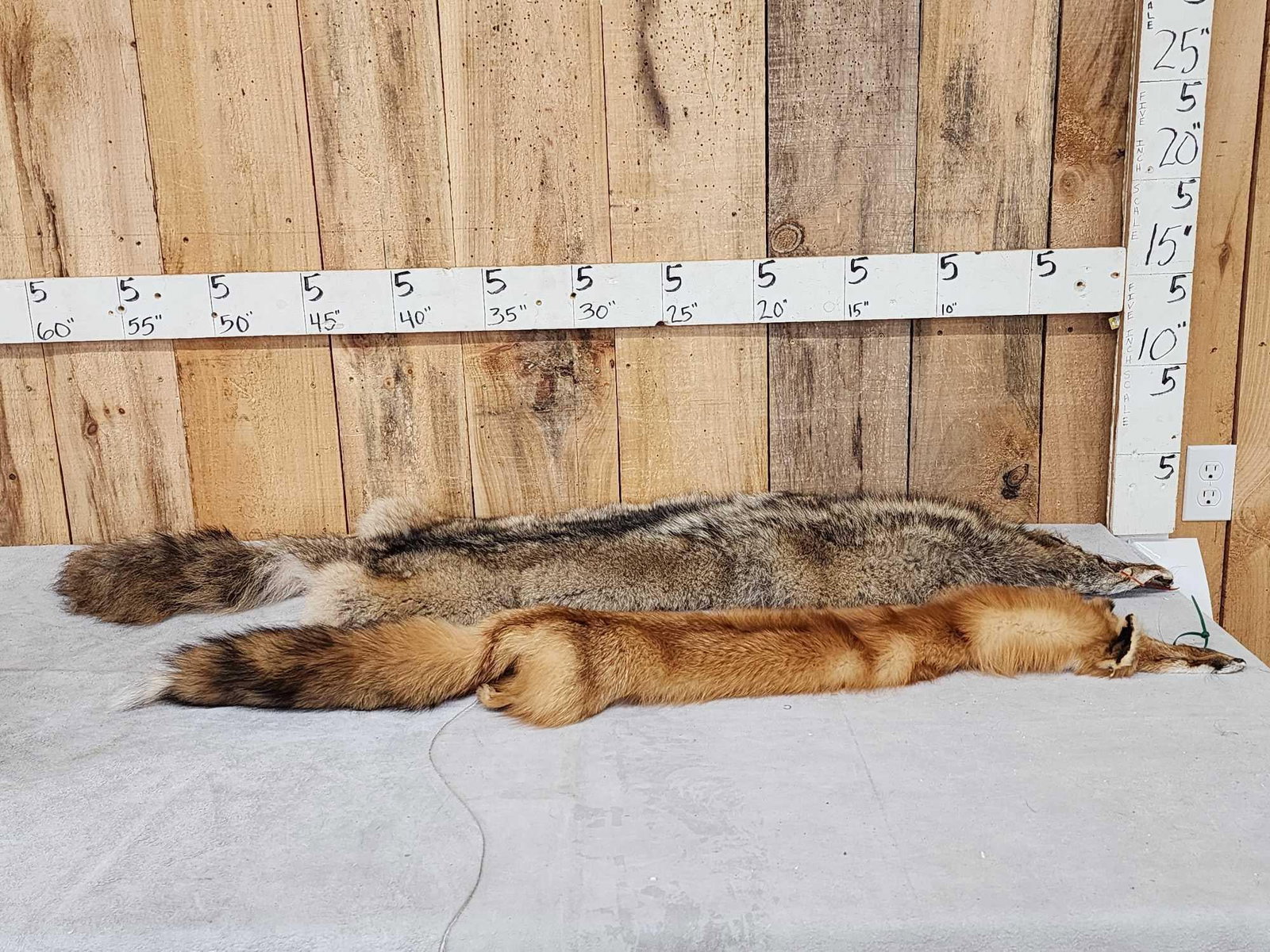 Soft Tanned Coyote & Fox Furs Taxidermy: 87.8 Thick prime fur big bushy tails
