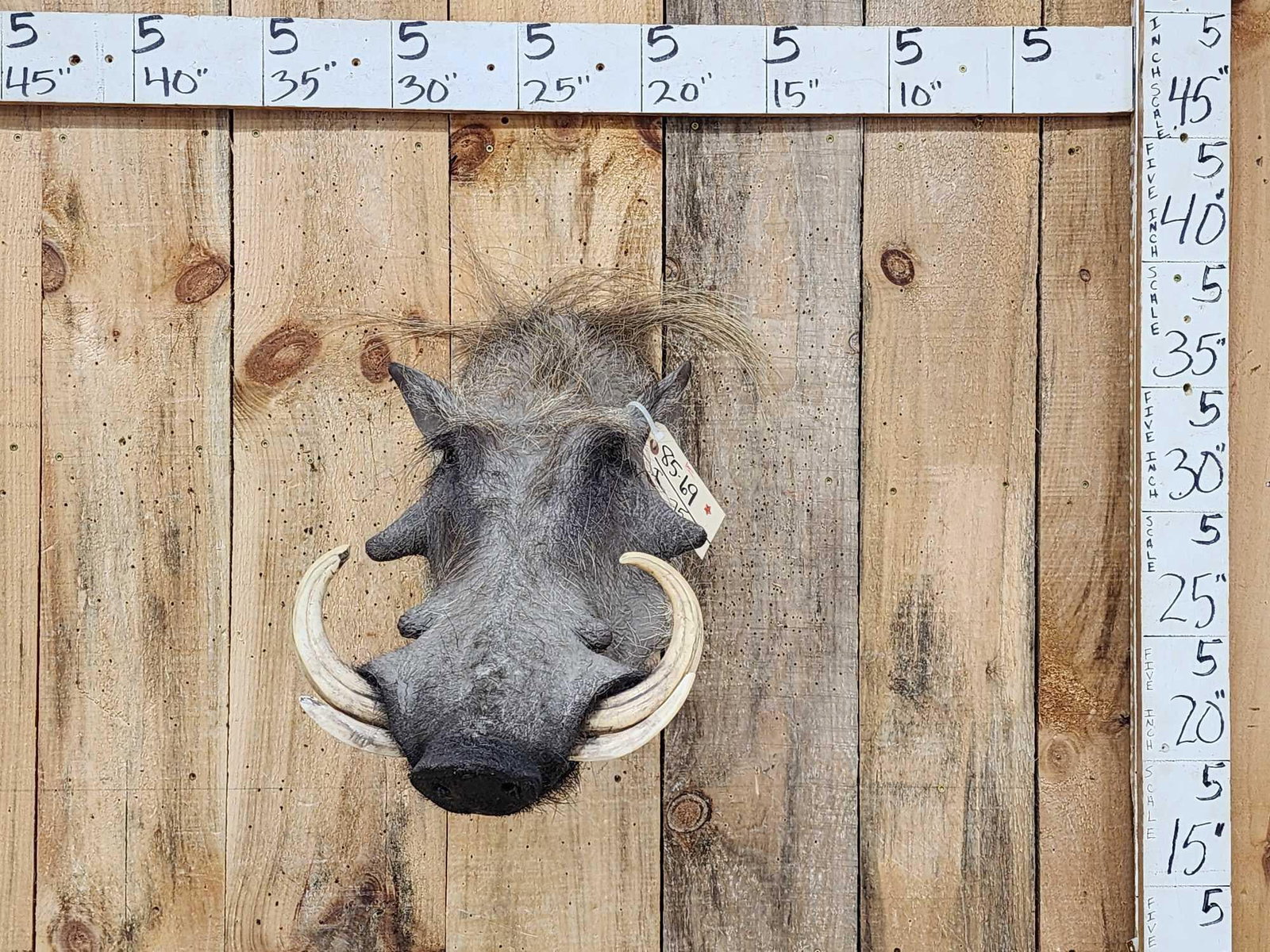 African Warthog Shoulder Mount Taxidermy: 85.69 Great look HUGE real tusks