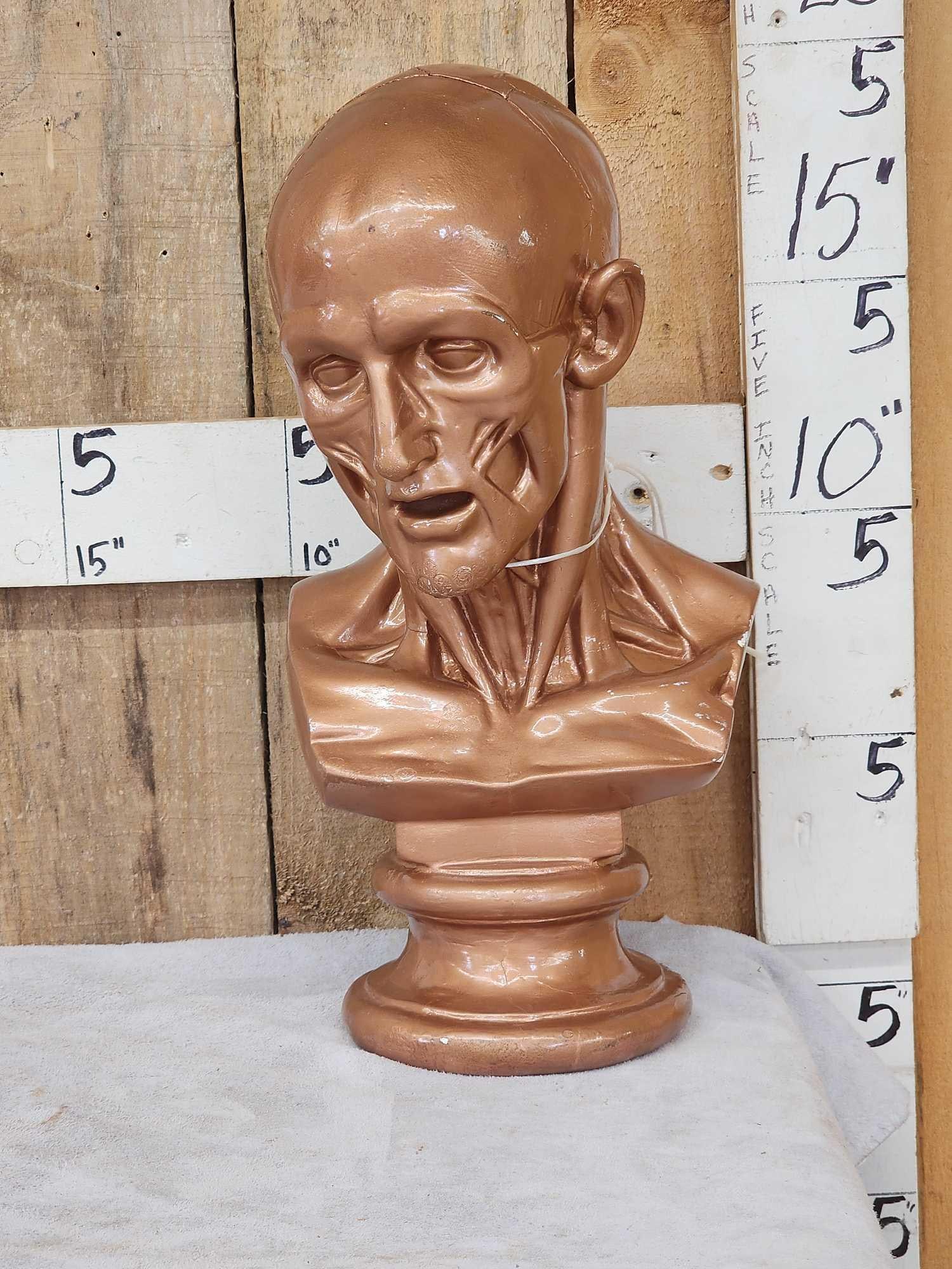 Human Musculoskeletal Bust: 100.4 Appears to be a medical teaching piece
