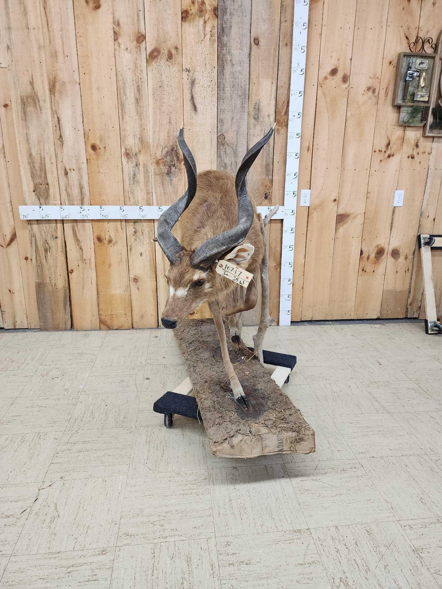 African Sitatunga Full Body Taxidermy Mount: 107.17 Big horns Scarce mount