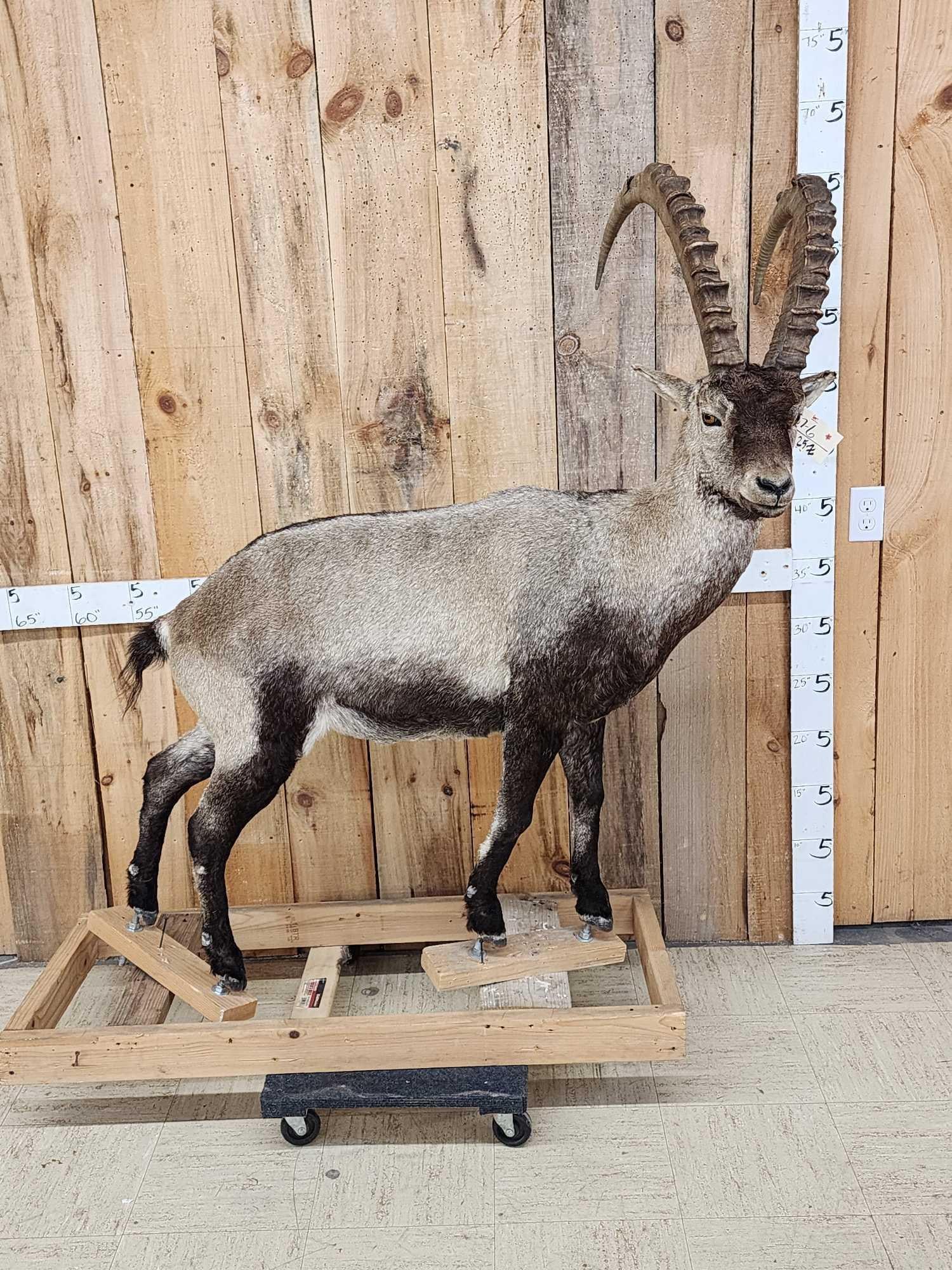 Siberian Ibex Full Body Taxidermy Mount: 107.6 Nice mount great colors big horns over 34" retired museum piece on a temporary base bolt him down anywhere in your display