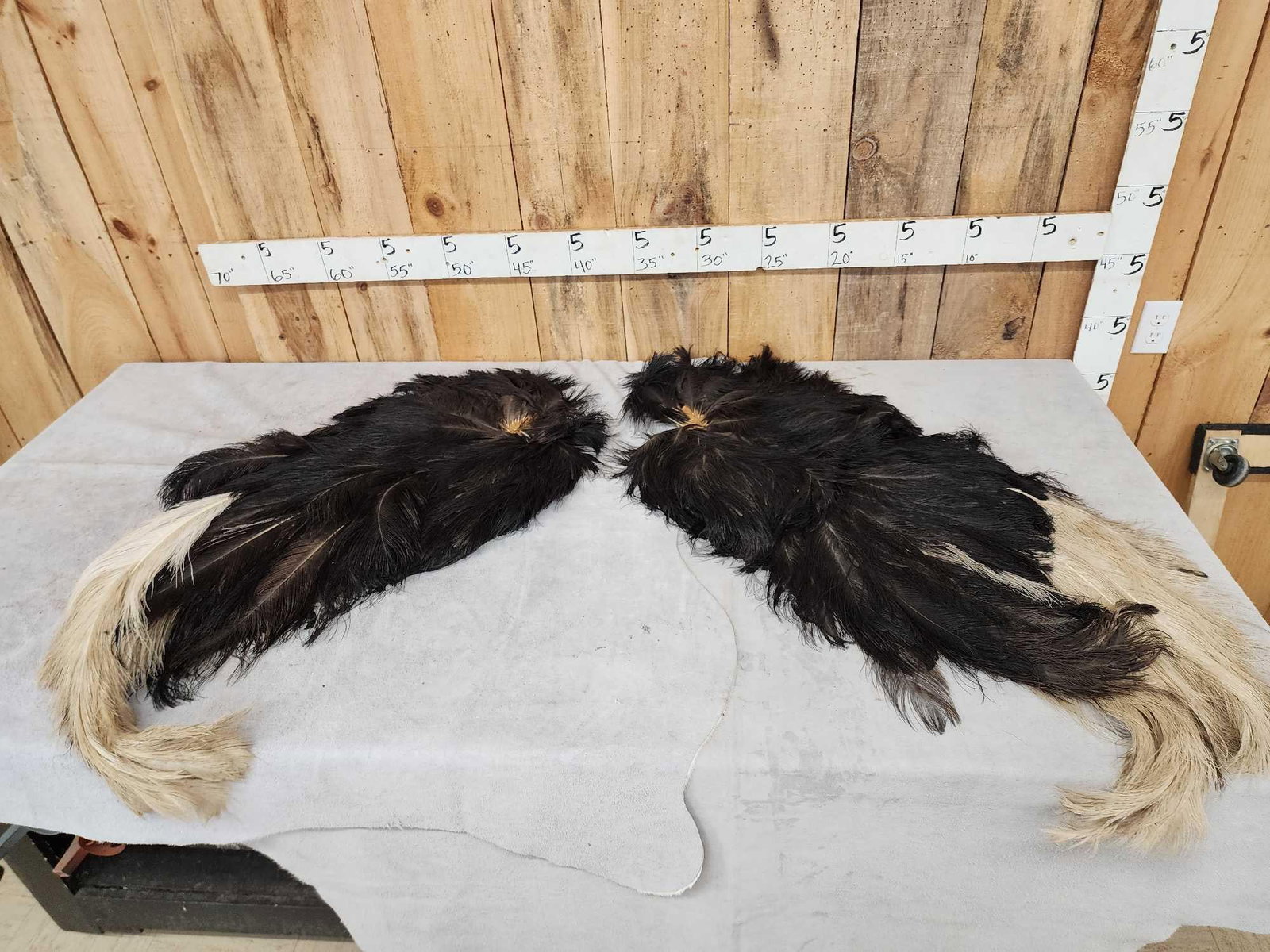 Pair Of Tanned Ostrich Wings Taxidermy: 105.25 Both wings preserved with tanned Ostrich leather backing