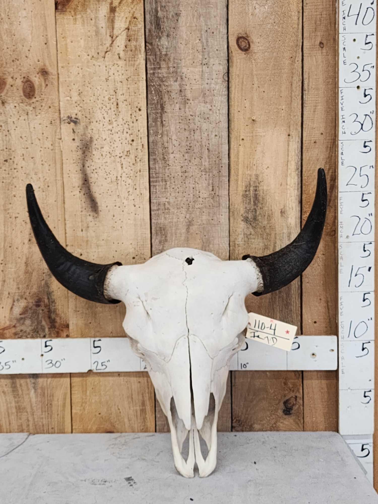 American Bison Buffalo Skull Taxidermy: 110.4 Large herd bull with a 26" tip to tip horn spread