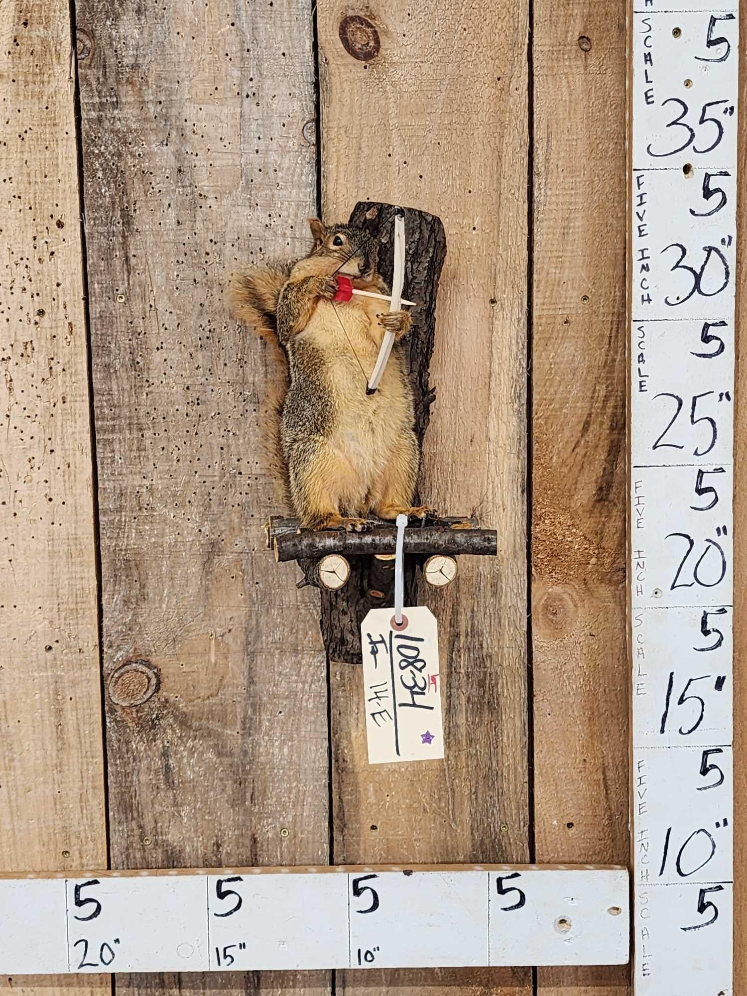 Bow Hunting Squirrel In A Tree Stand Taxidermy: 108.34 Brand new mount