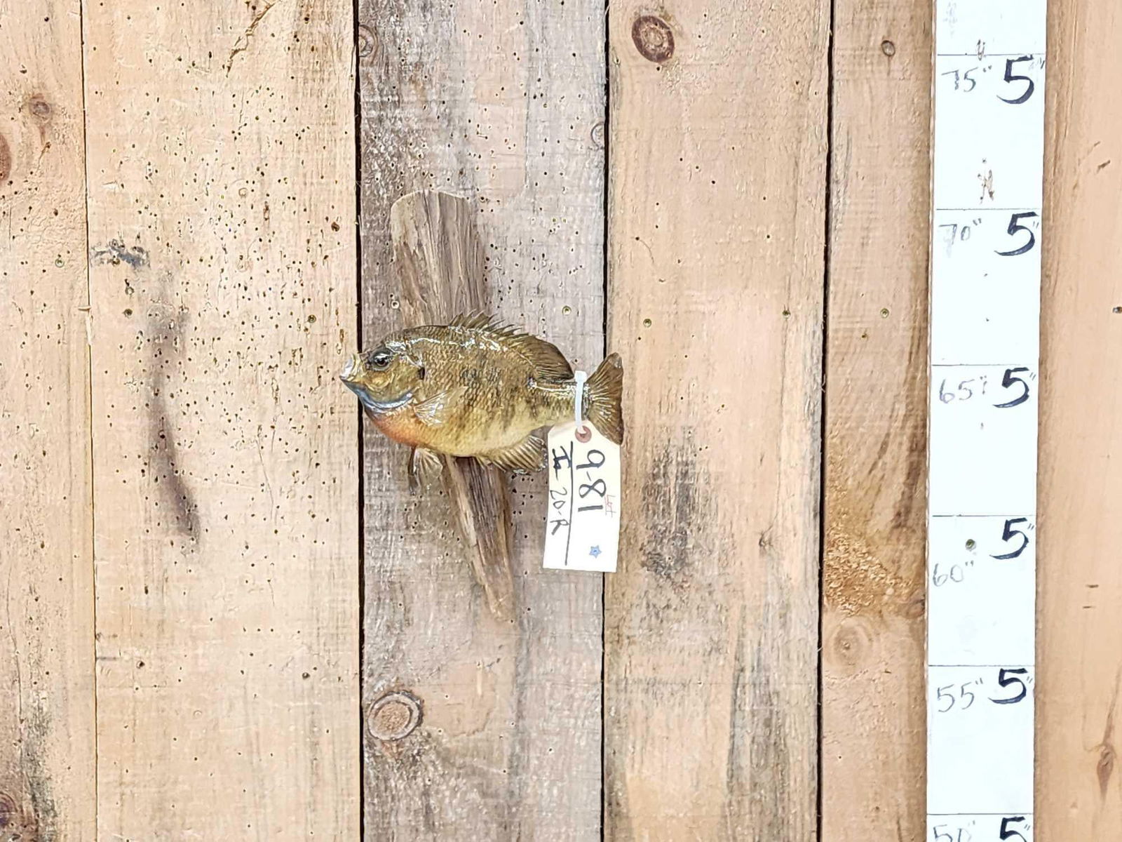 9 1/2" Bluegill Real Skin Fish Taxidermy: 9.81 Nice mount good paint artwork on driftwood