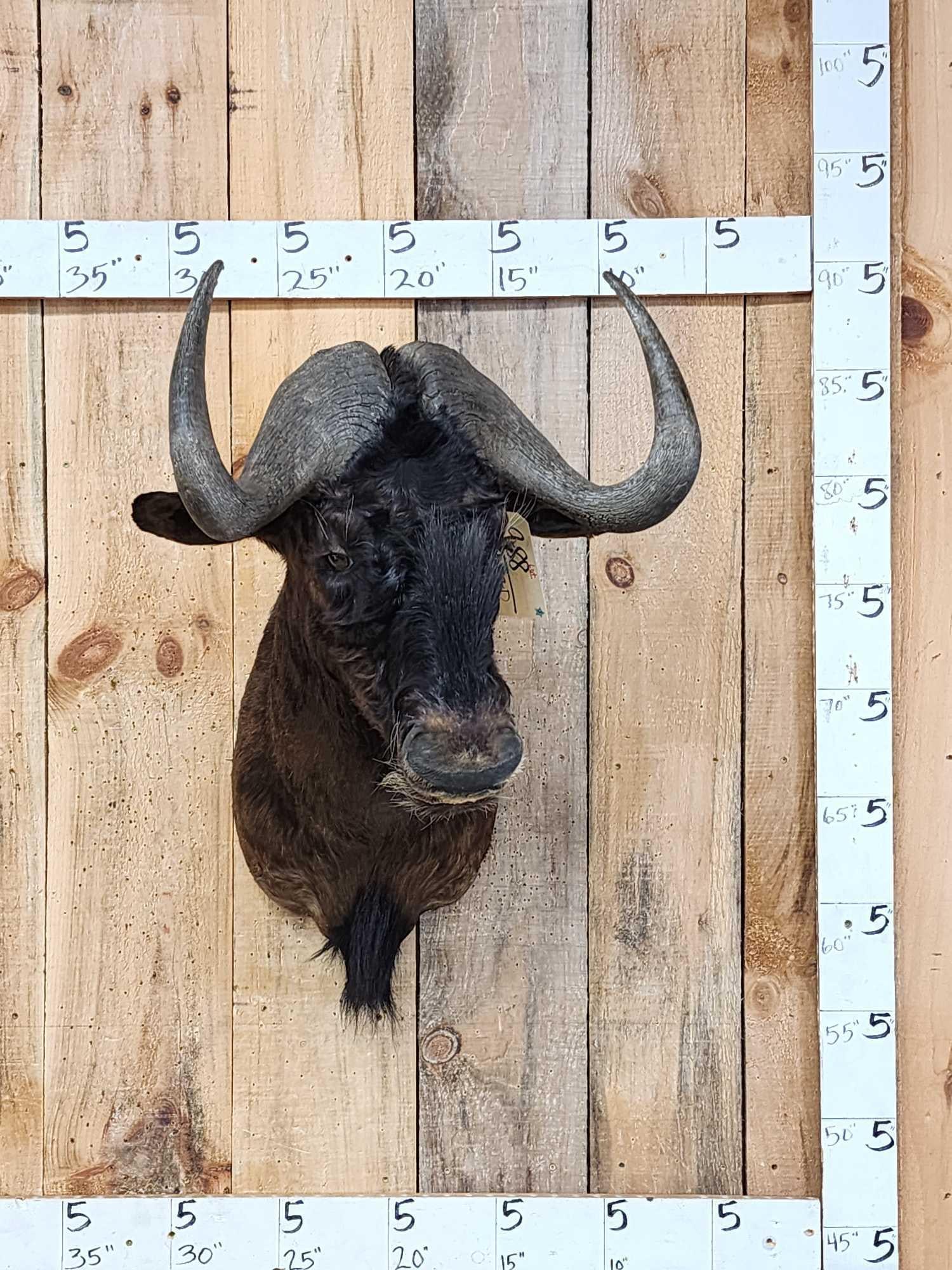African Wildebeest Shoulder Mount Taxidermy: 9.88 Great look