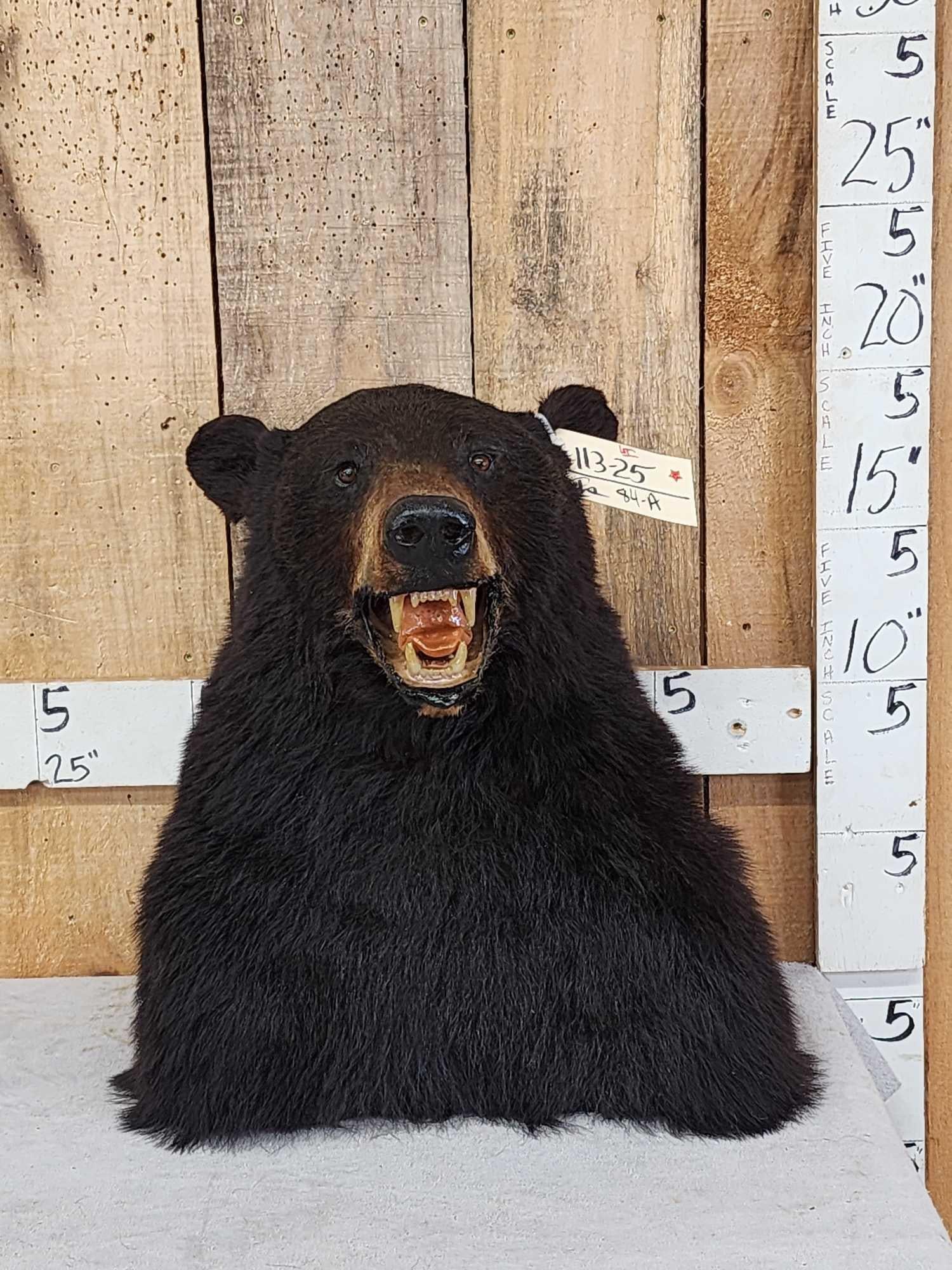 Black Bear Table Top Bust Taxidermy: 113.25 Unique vintage piece