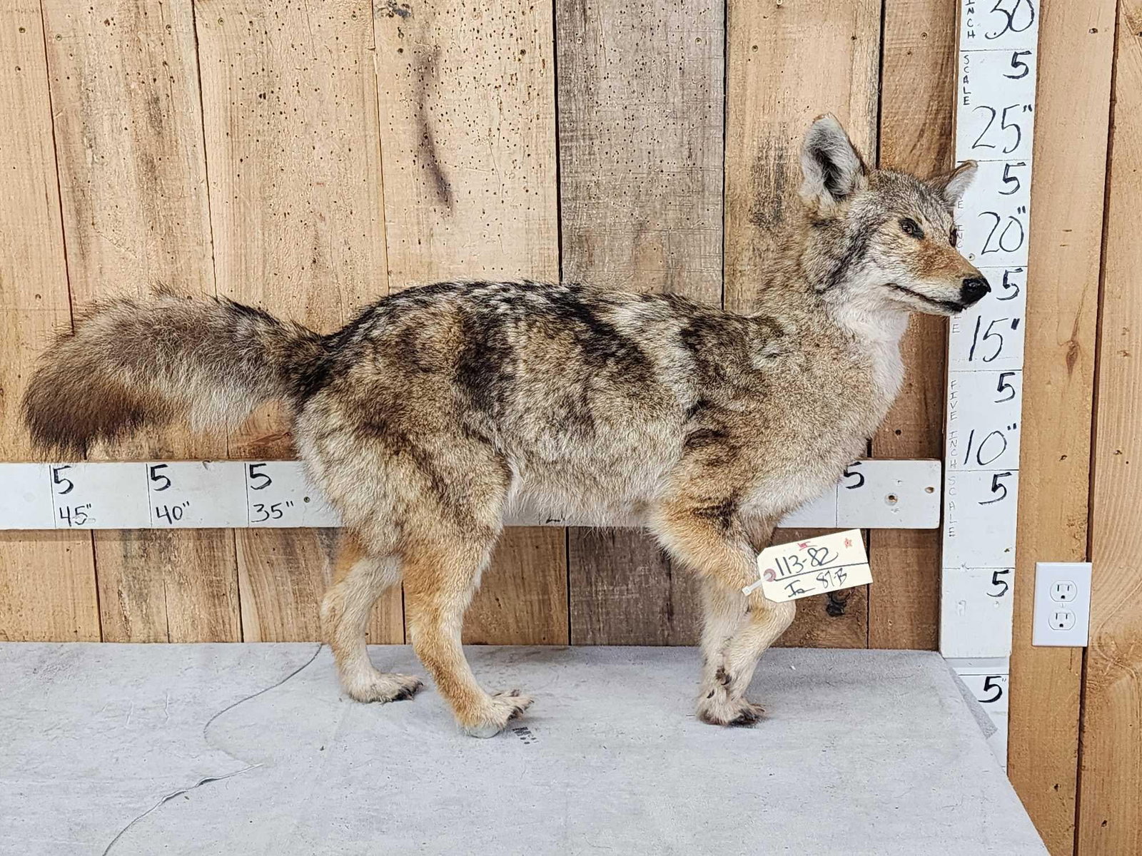 Coyote Full Body Taxidermy Mount: 113.82 Free standing mount put him anywhere in your display