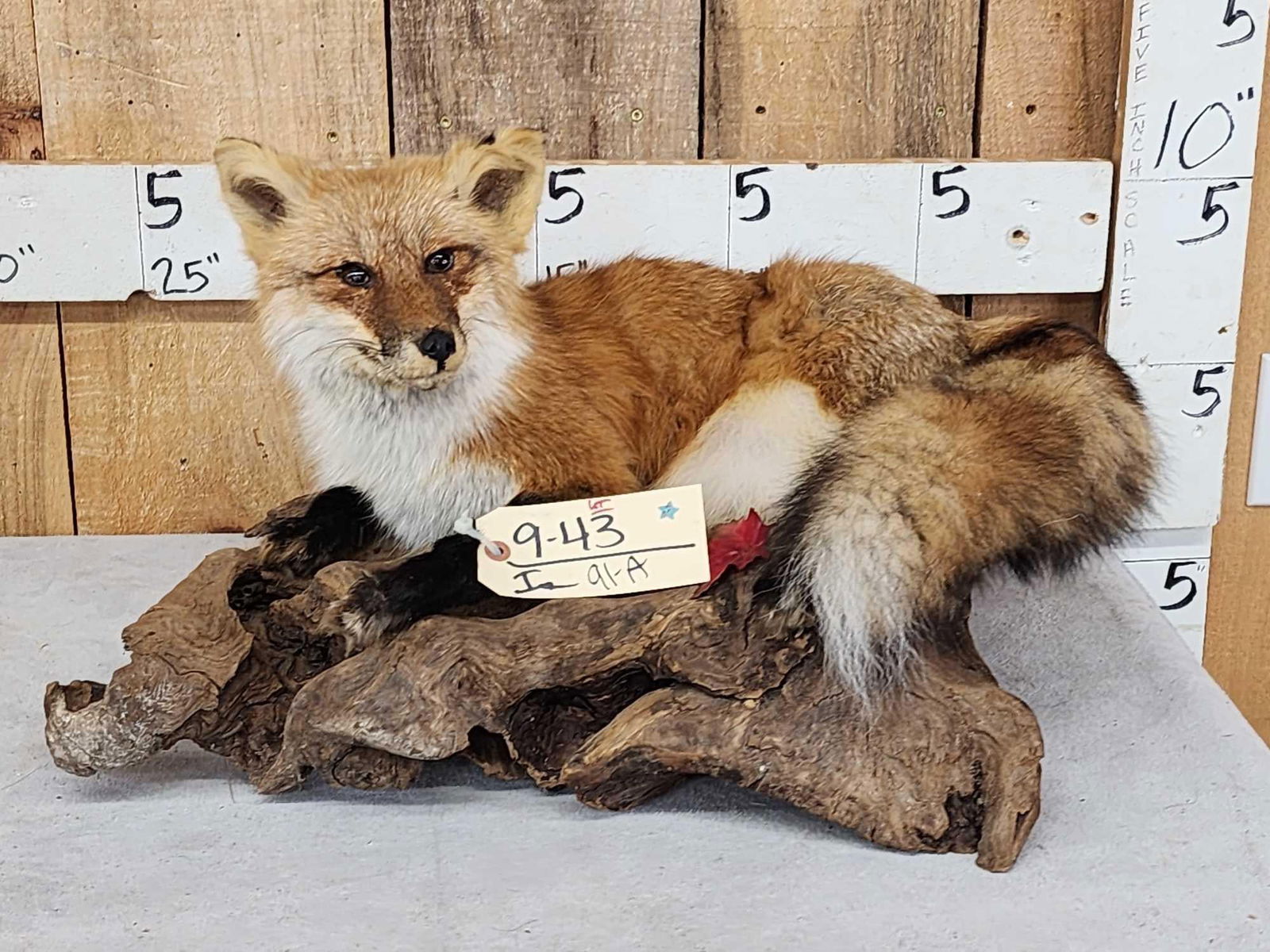 Red Fox Full Body Taxidermy Mount: 9.43 Vintage mount on driftwood