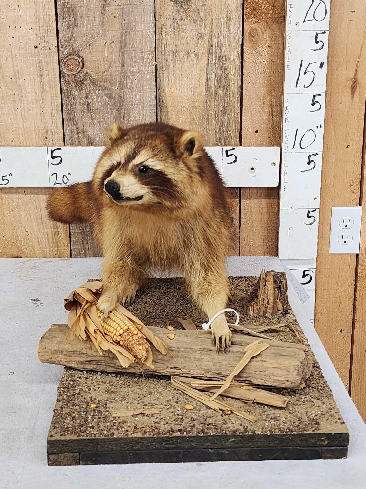 Raccoon Full Body Taxidermy Mount: 9.39 Vintage mount Neat cinnamon color phase