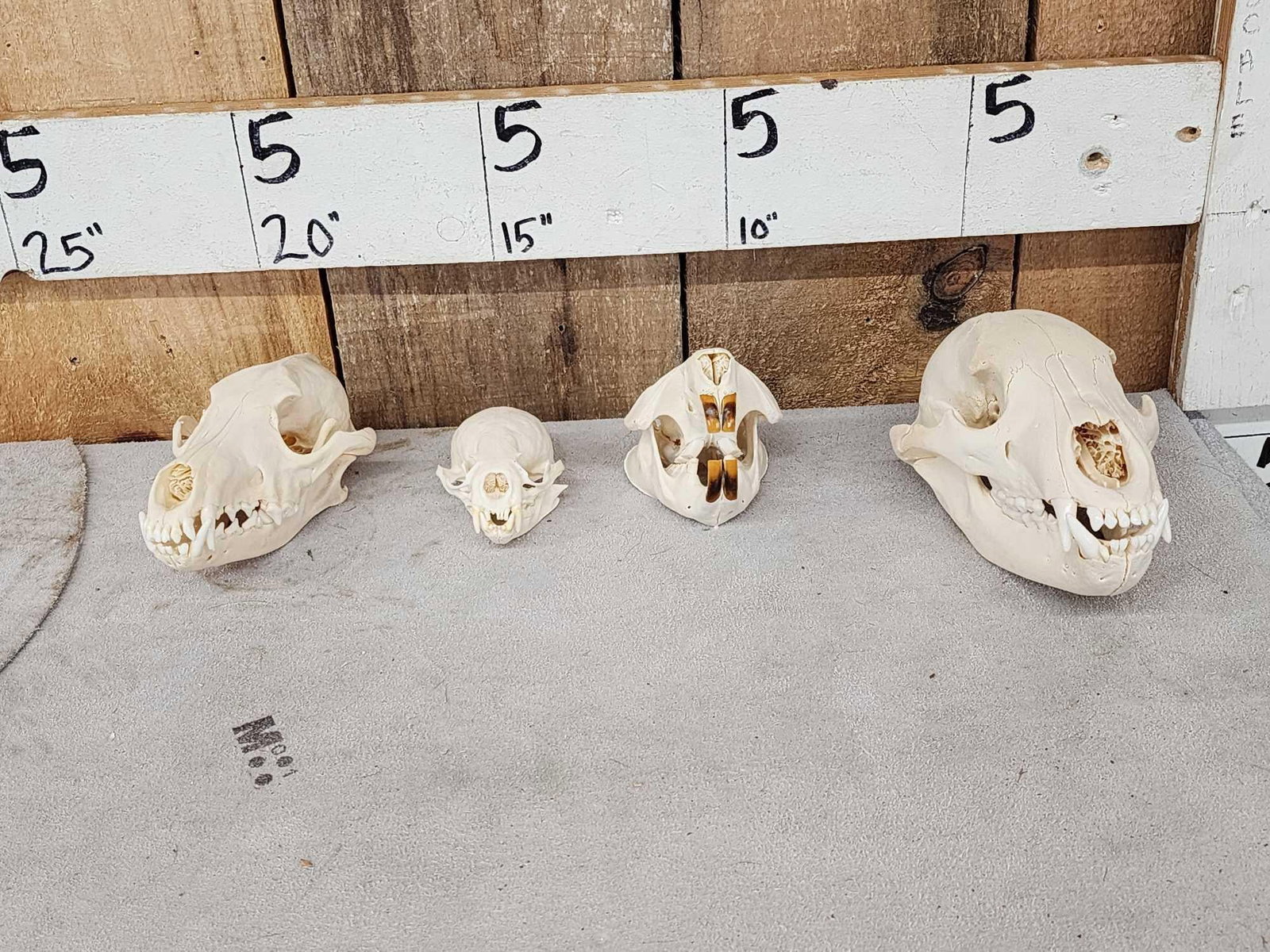 Small Animal Skulls Lot Taxidermy: 9.51 Includes Black Bear Beaver Fisher Coyote professionally cleaned skulls