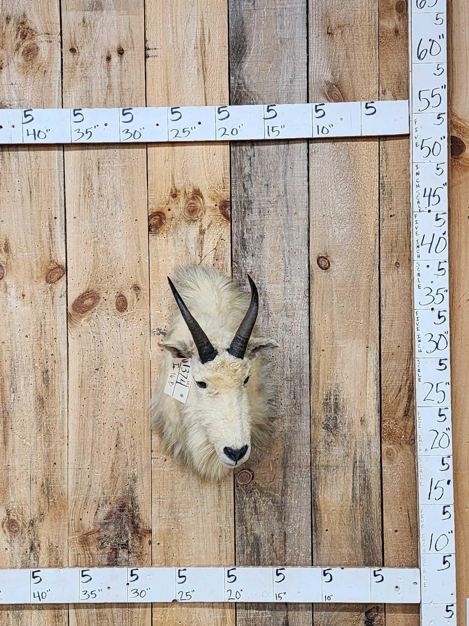 Vintage Mountain Goat Shoulder Mount Taxidermy: 13.47 Solid vintage mount no shedding
