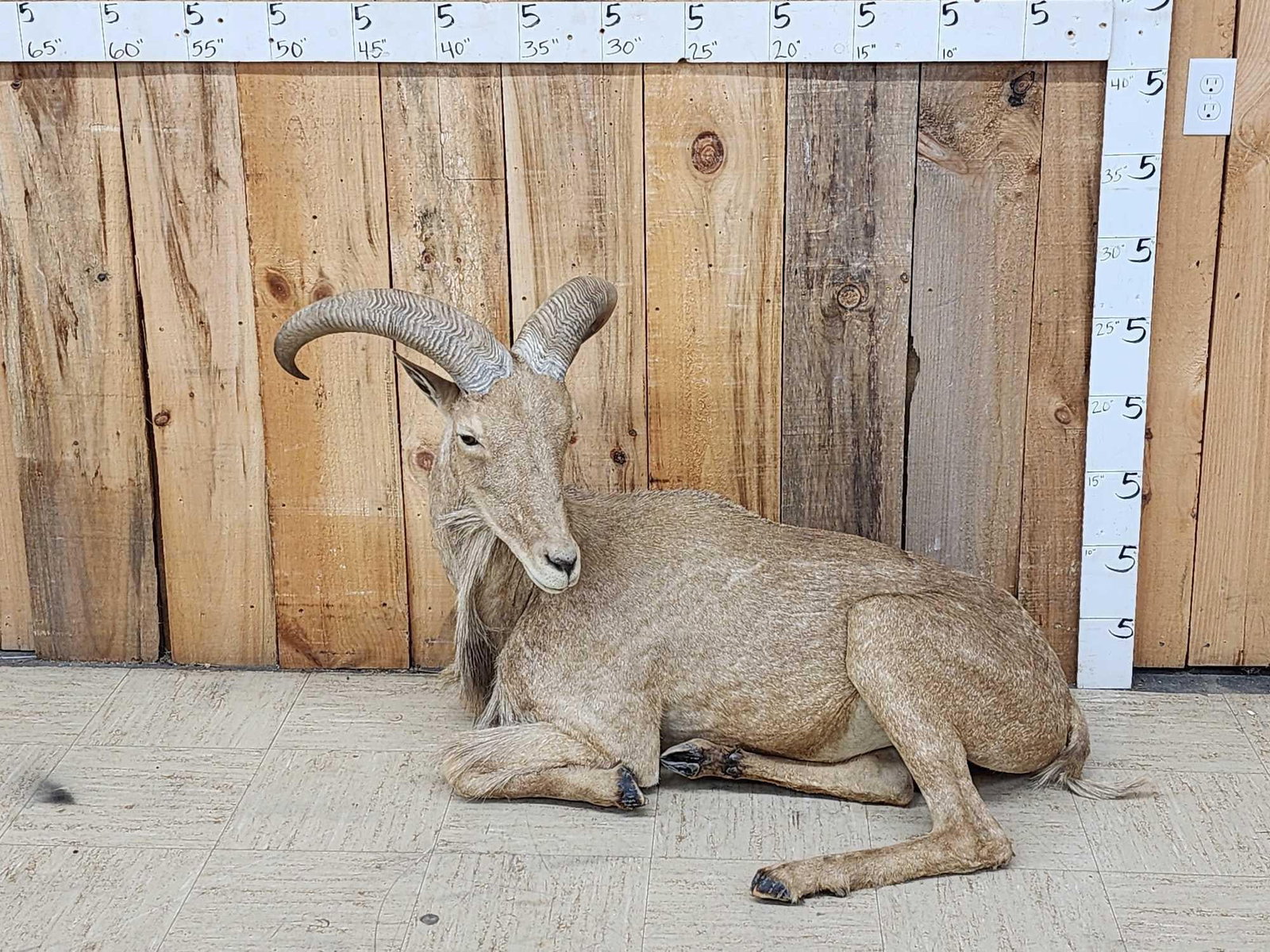 Aoudad Or Barbary Sheep Full Body Taxidermy Mount: 142.17 Laying down pose no base put him anywhere in your display