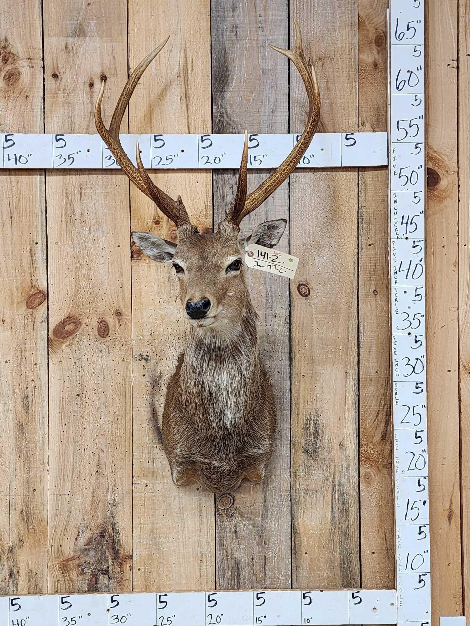 Sika Deer Shoulder Mount Taxidermy: 141.2 Solid vintage mount great colors good hair Nicely done