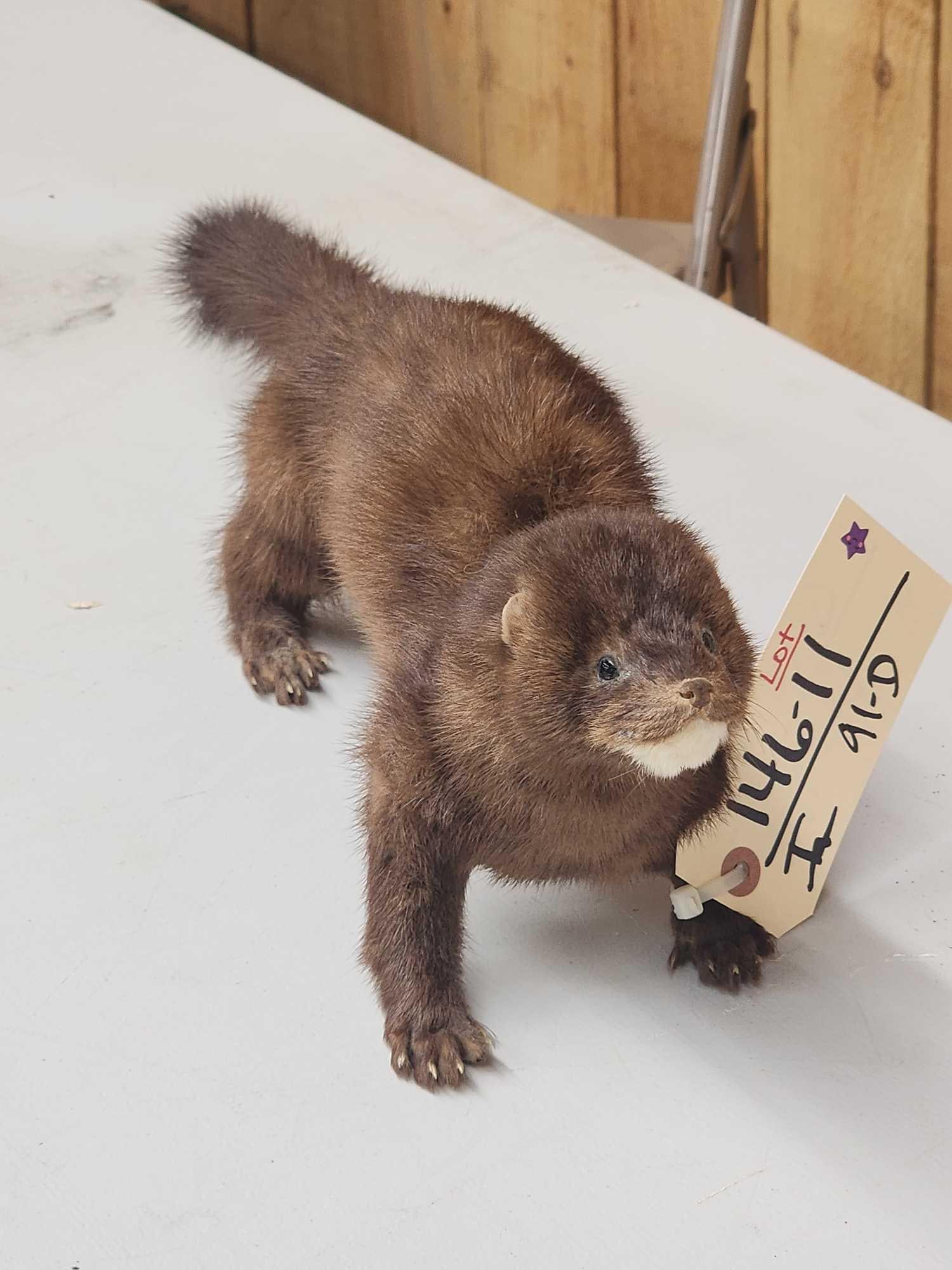 Mink Full Body Taxidermy Mount: 146.11 Cool vintage free standing mount put him anywhere in your display