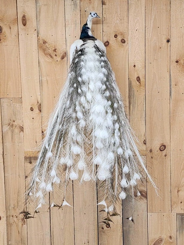 Beautiful Pied Peacock Full Body Bird Taxidermy: 92.28 Awesome colors great focal point for any room 49" long multi colored tail feathers overall dimensions about 67" tall x 35" wide x 35" out from the wall