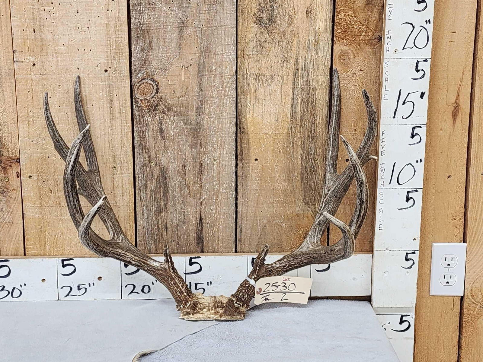 5x5 Mule Deer Antlers On Skull Plate