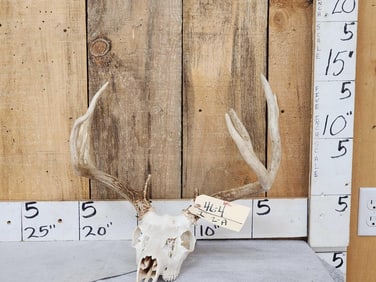 5x5 Whitetail Antlers On Skull