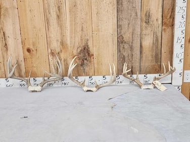 3 Sets Of Whitetail Antlers On Skull Plate