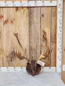 Caribou Antlers On Plaque