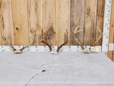 3 Sets Of Whitetail Antlers On Skull Plate