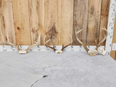 3 Sets Of Whitetail Antlers On Skull Plate
