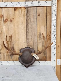 Moose Antlers On Plaque